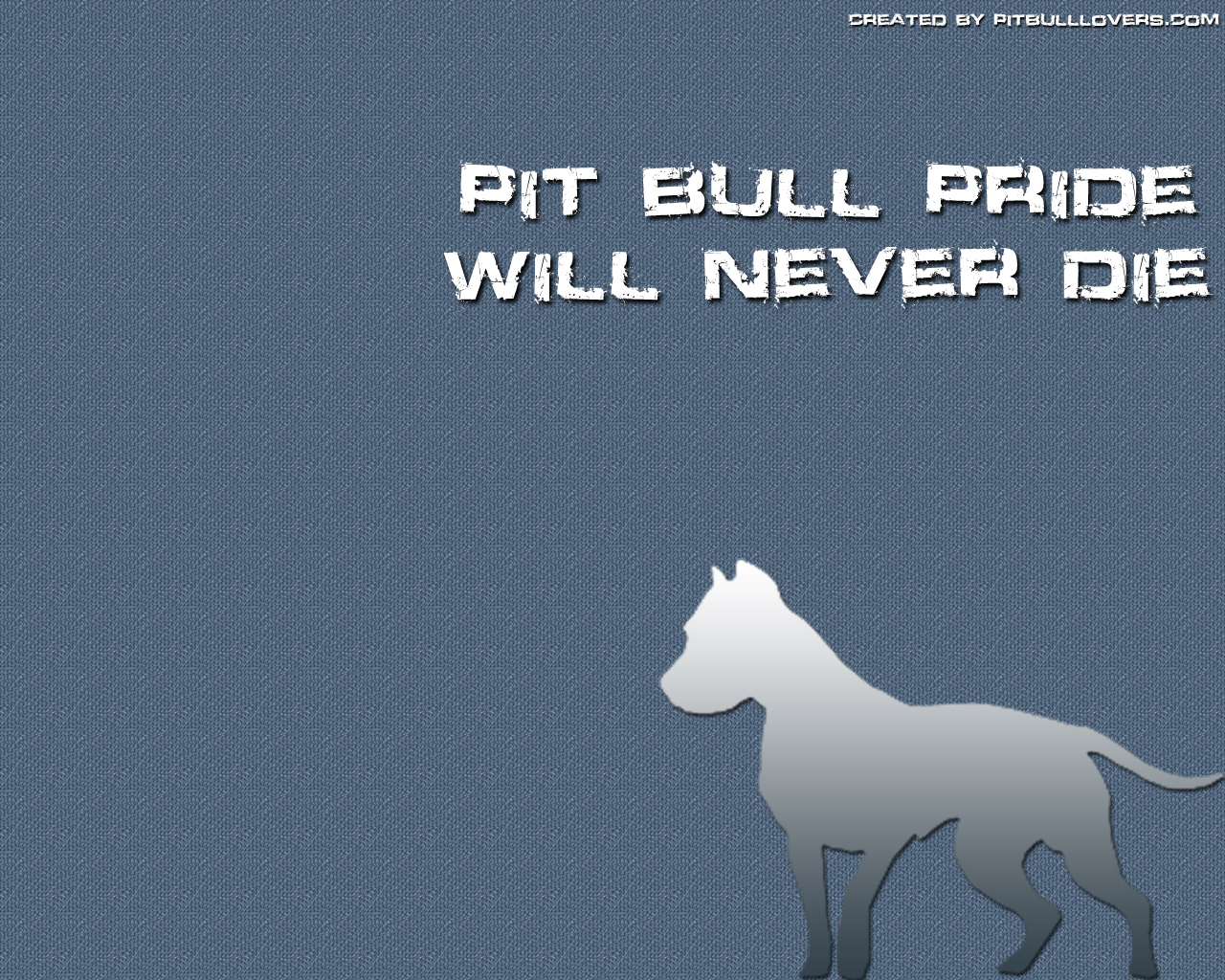 Pit Bull Wallpaper Screen Savers And Desktop Background