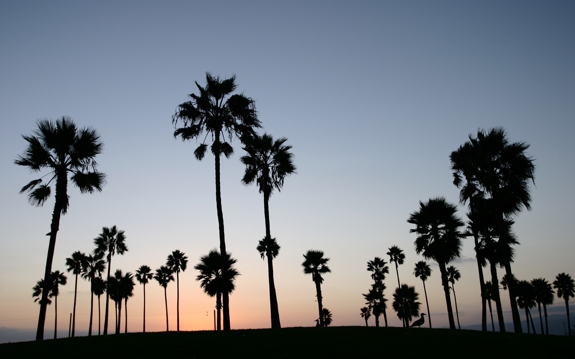 Wallpaper Tropics Sunset Palm Venice Los Angeles At