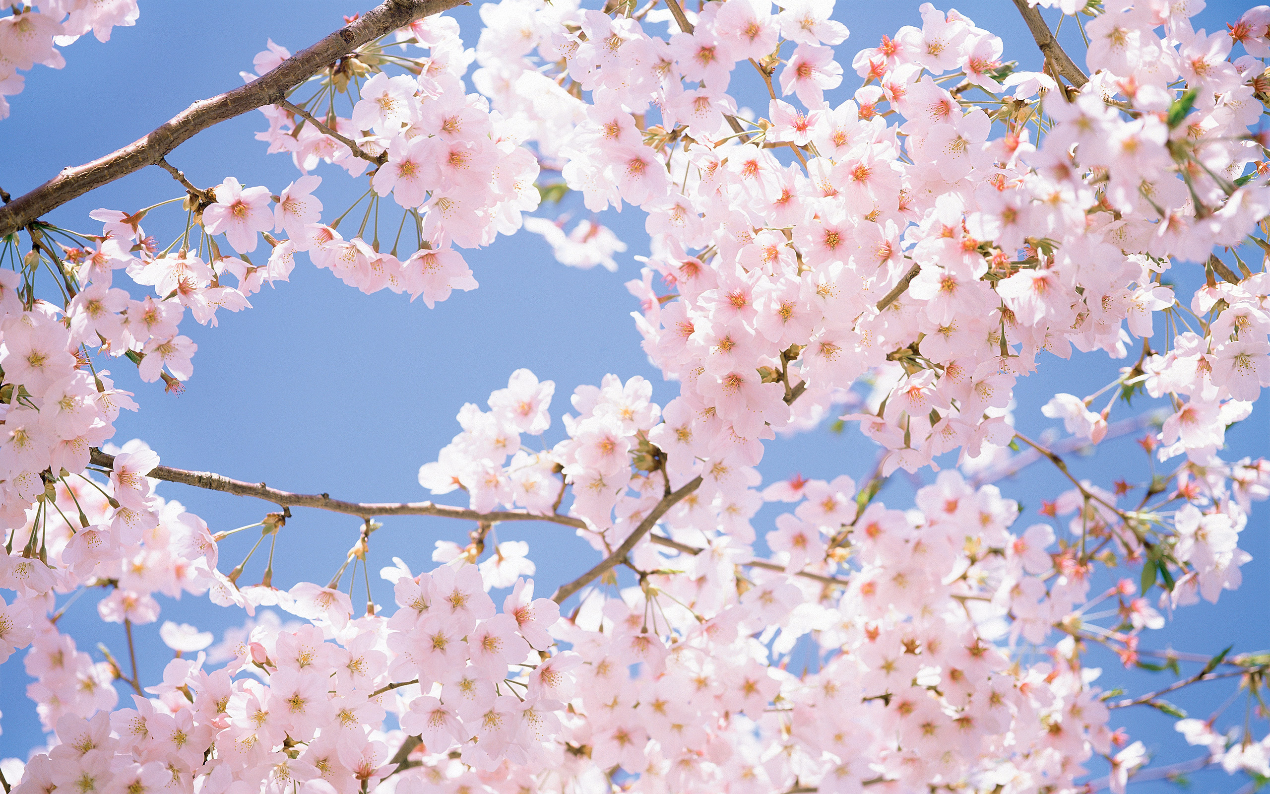 Flowers Cherry Blossom Wallpaper