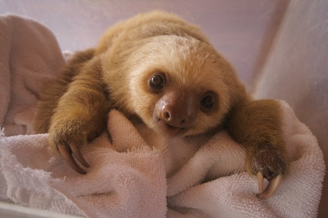 Baby Sloth Wallpaper Cute baby Baby Sloth Wallpaper