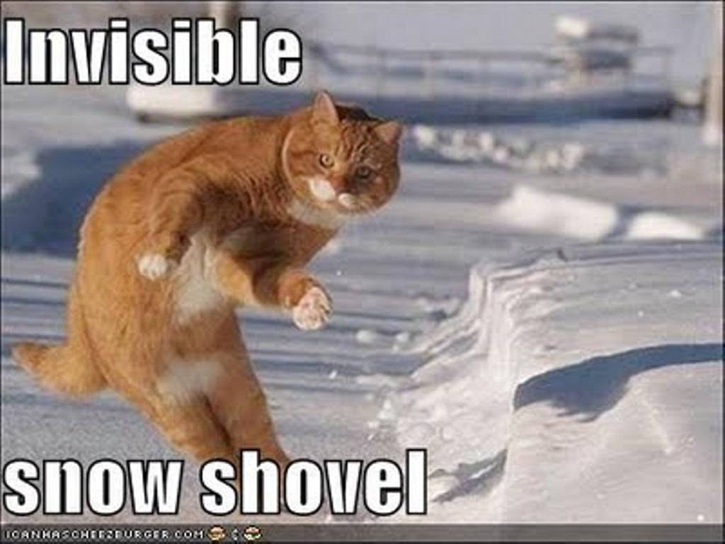 screenshots stuffpoint lol cats images pictures invisible snow shovel