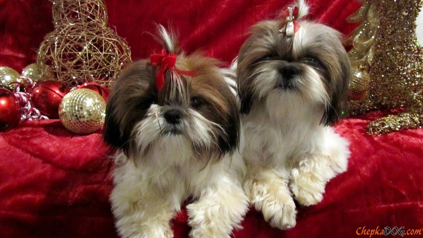 Photo Shih Tzu At Christmas Party In Wallpaper