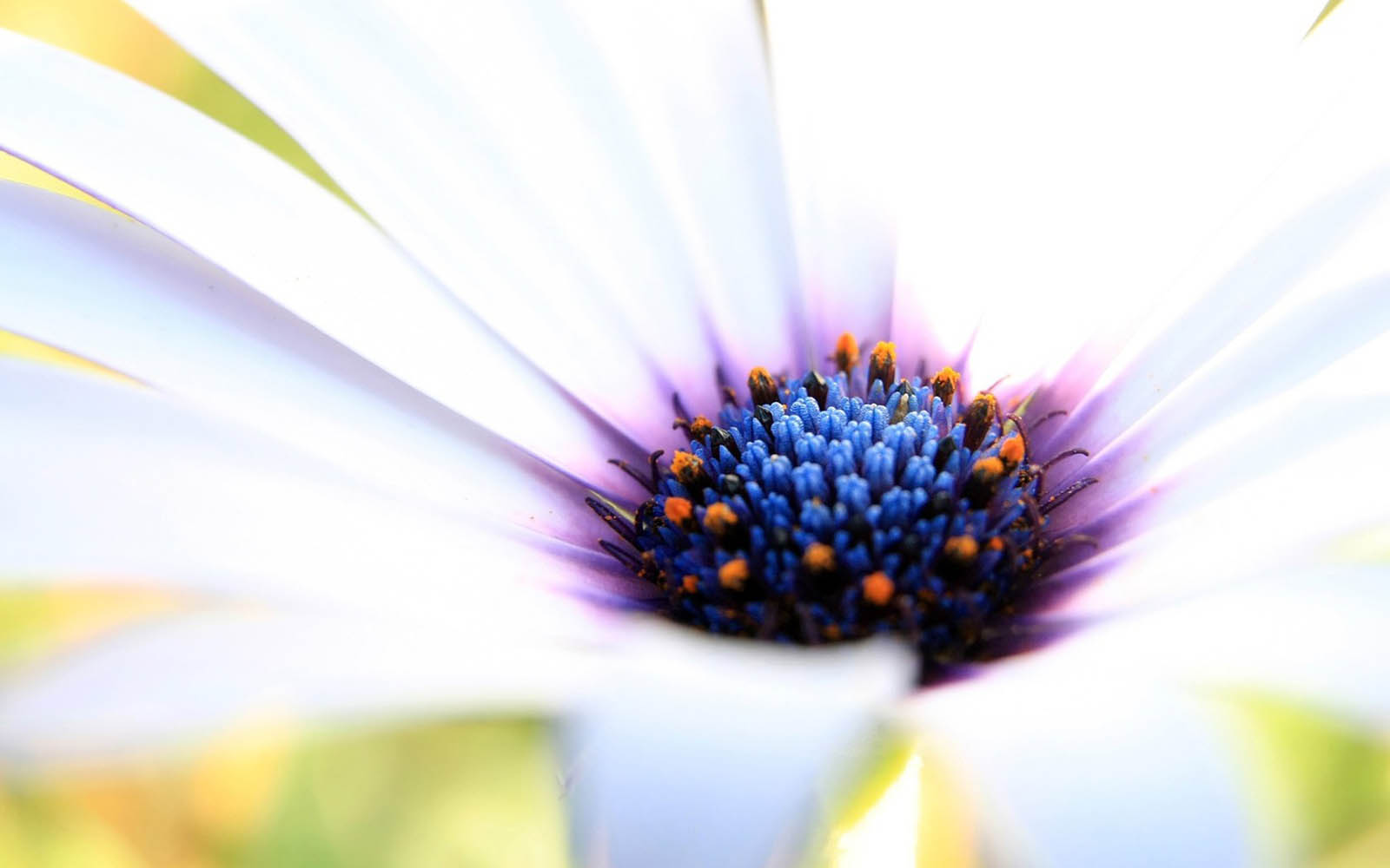 Close-up of a white daisy flower with a vibrant blue and orange center, perfect for a serene white wallpaper