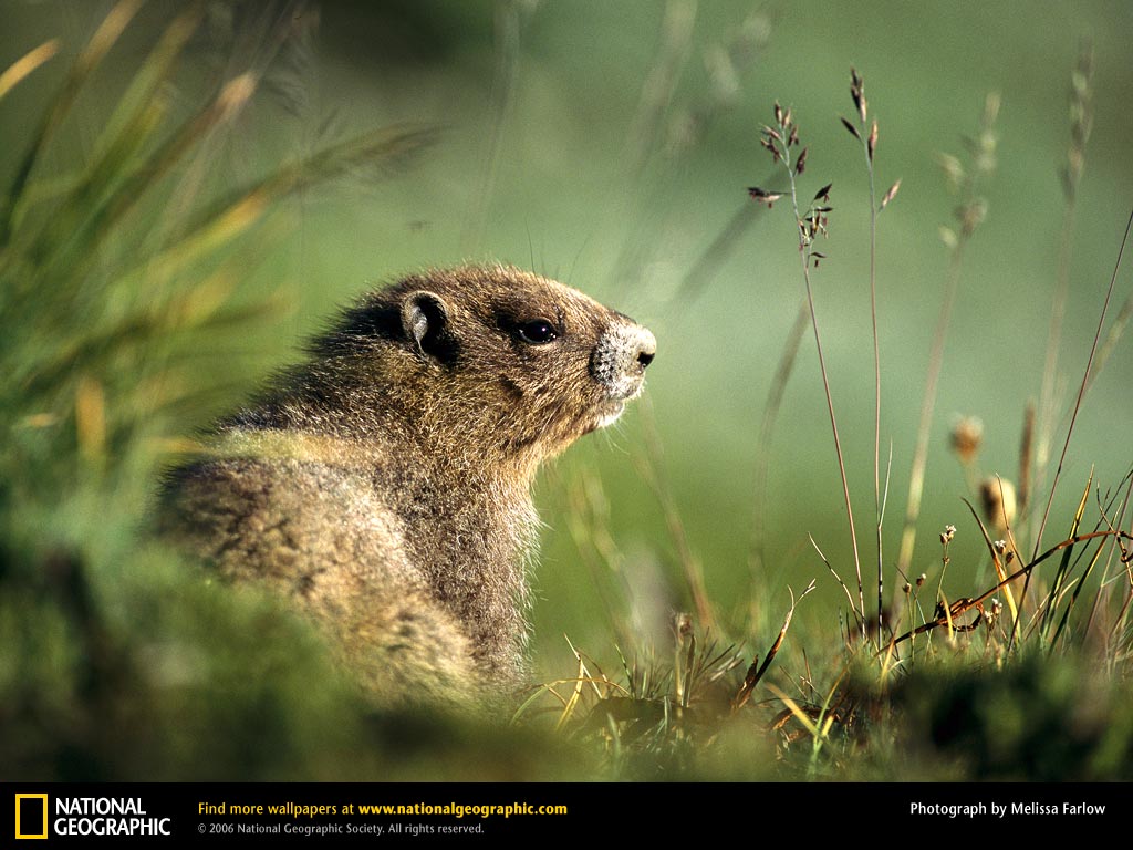 Groundhog Picture Desktop Wallpaper