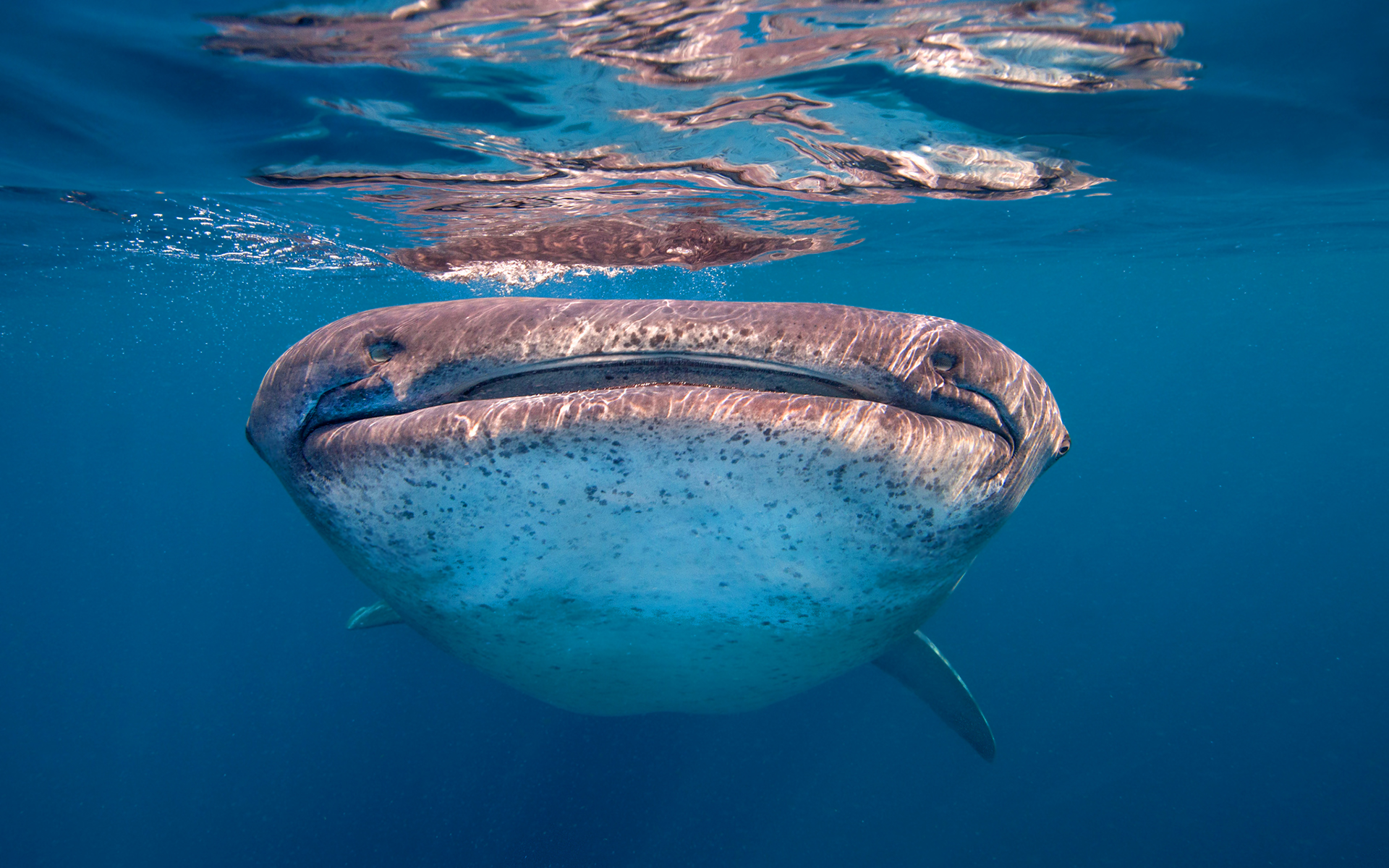 Whale Shark Watching At You Photo And Wallpaper Cute
