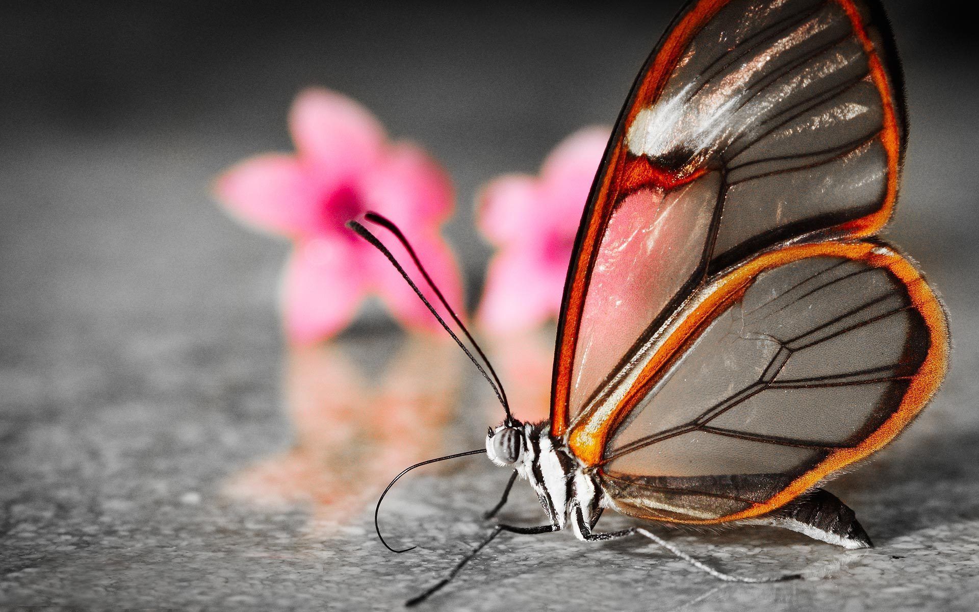 Butterflies Desktop Wallpaper Sf