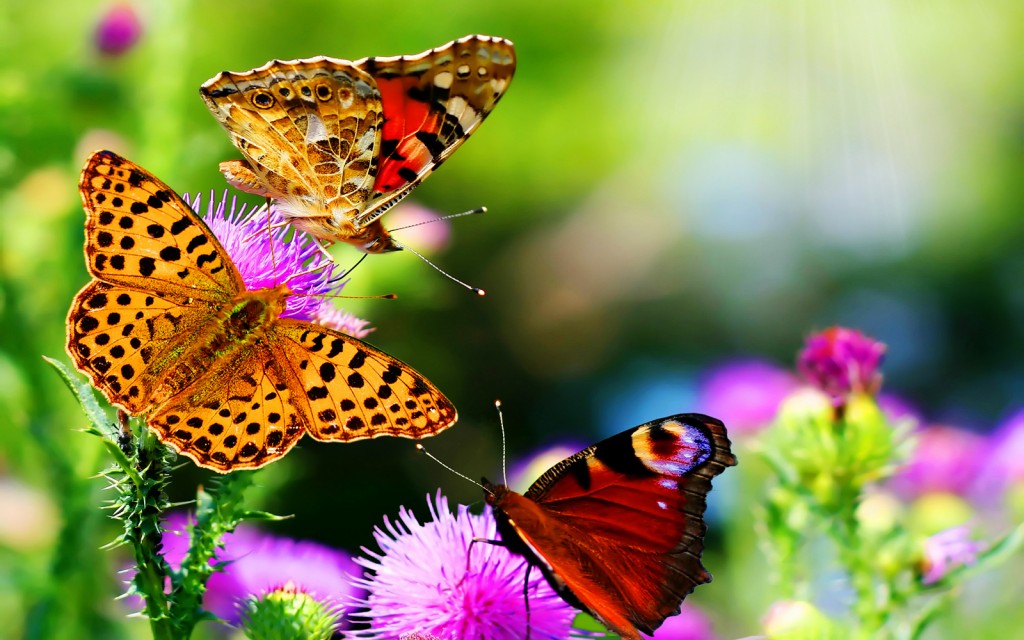 now the image Desktop Beautiful Flowers and Butterflies Wallpapers