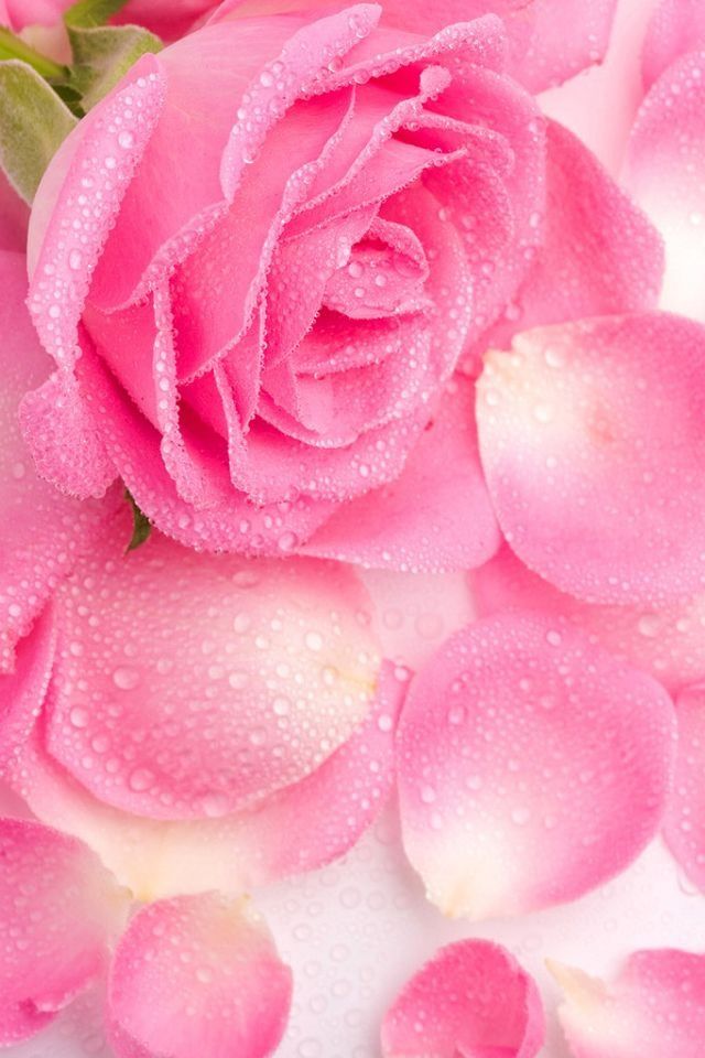 pink rose iPhone Wallpaper Pinterest
