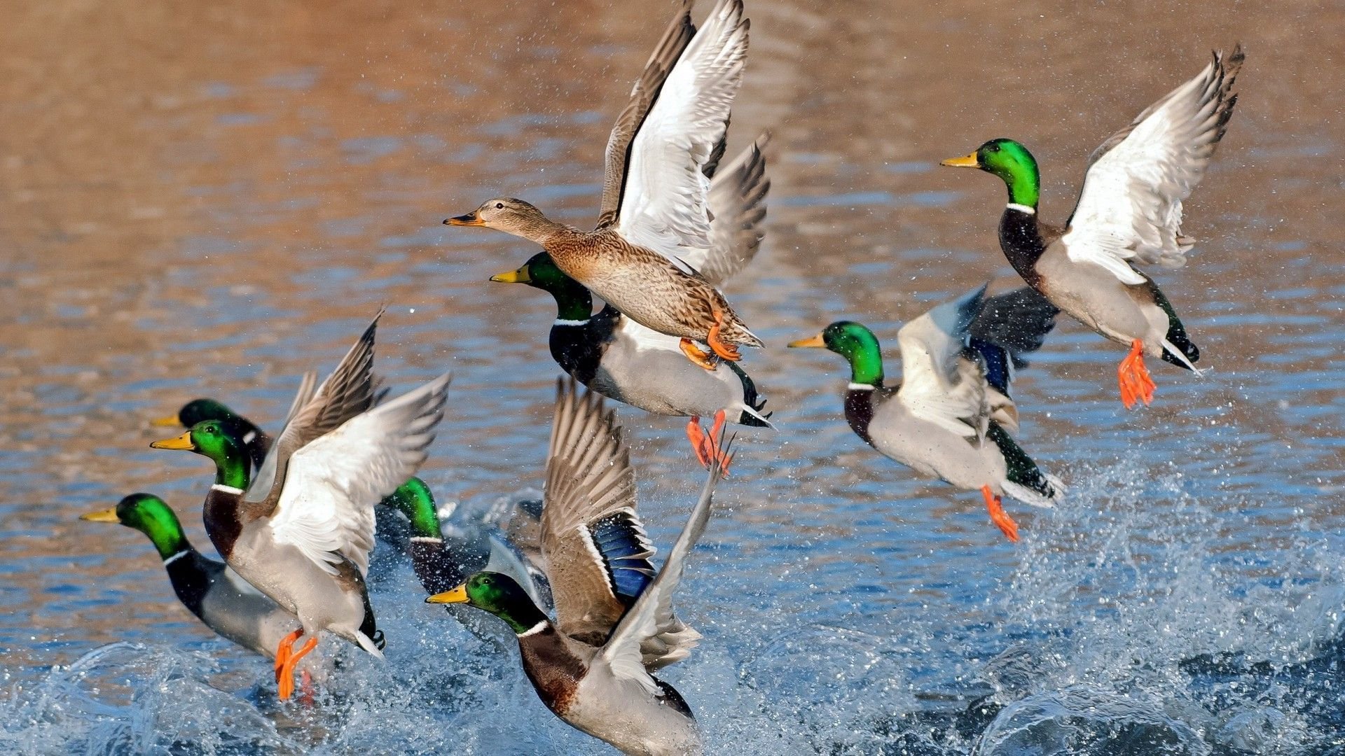 Ducks Flying Over The Water Wallpaper Walldevil Best HD