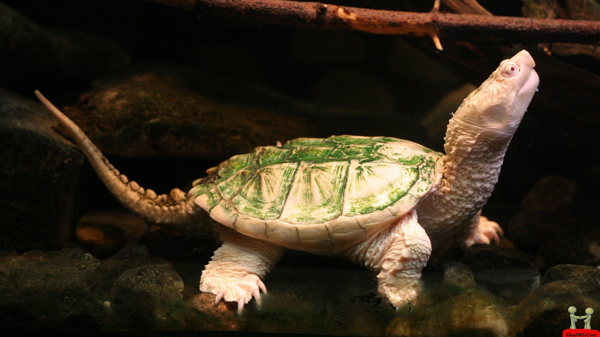 Baby Turtle HD Wallpaper For Puters E Entertainment