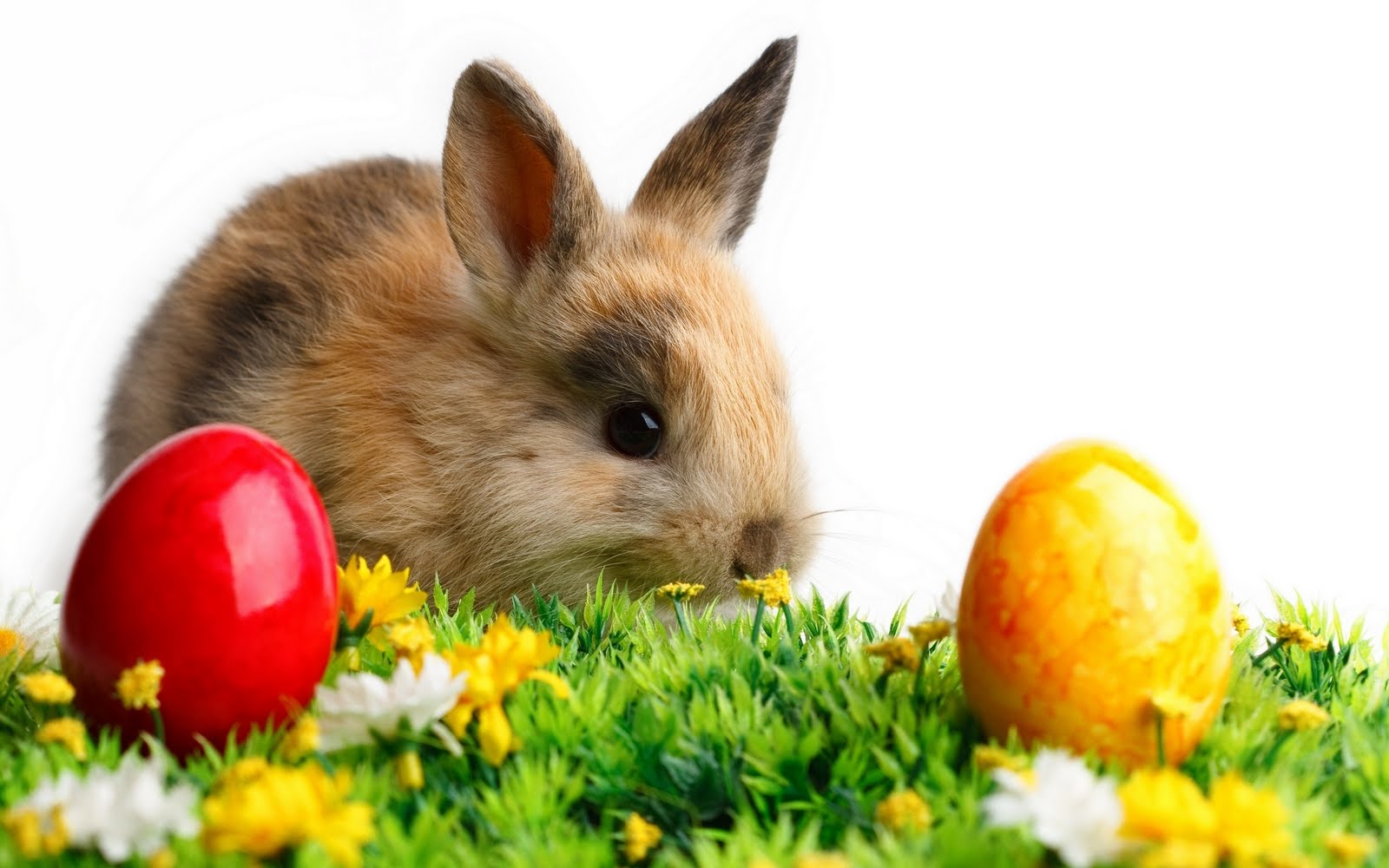 Easter Bunny Egg Wallpaper Hunt