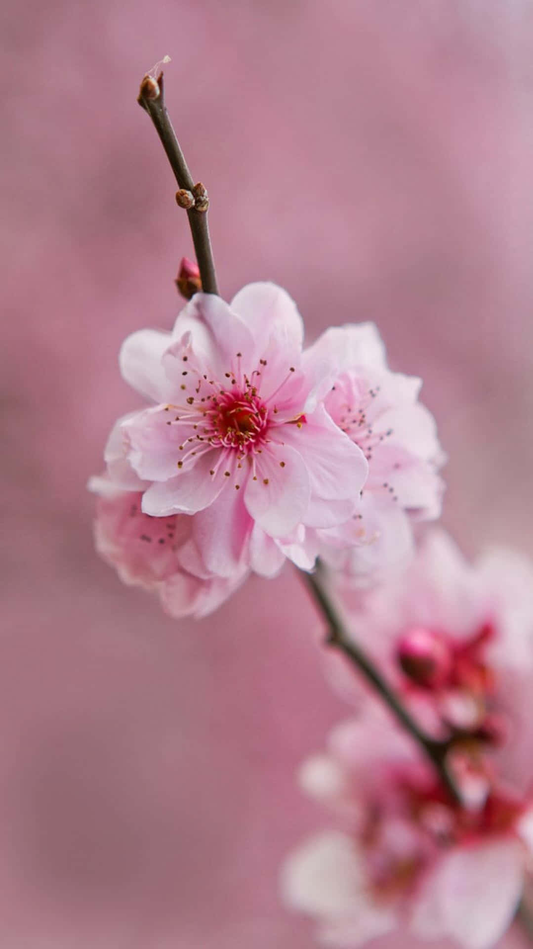 Flower Aesthetic Wallpaper
