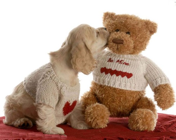 Happy Teddy Day Image Wallpaper Photos Pictures For