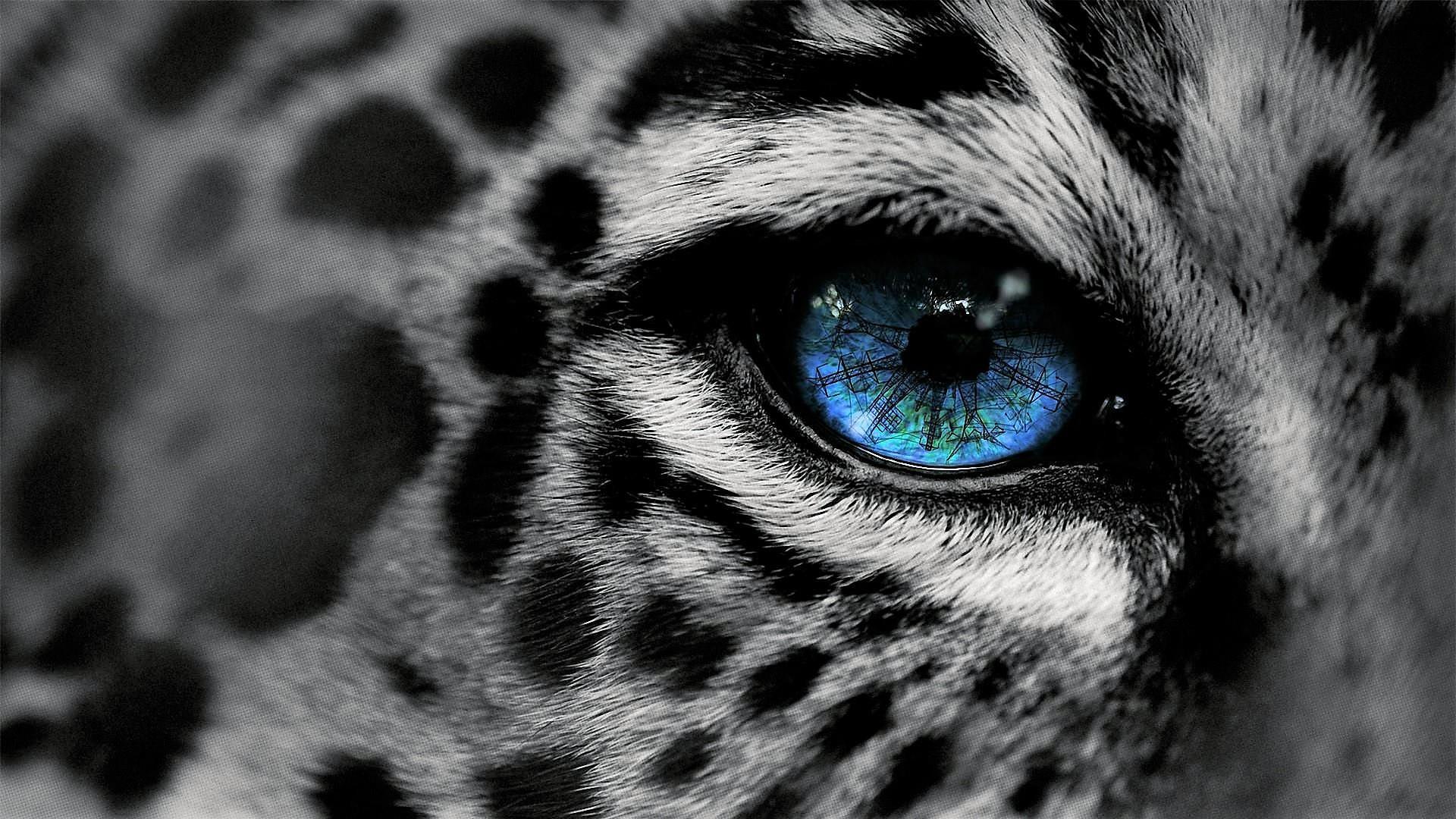 Jaguar Wallpaper And Background Image