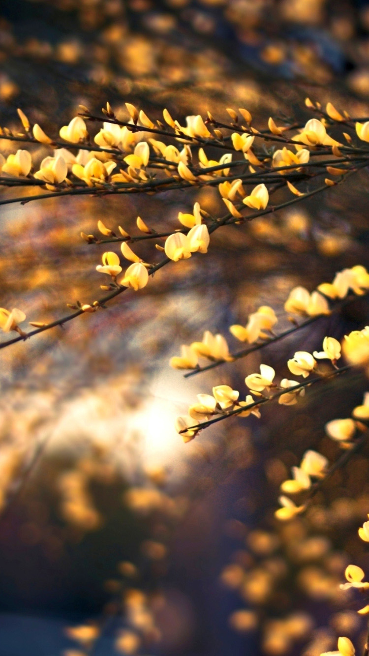 Beautiful Spring Plant iPhone Wallpaper HD