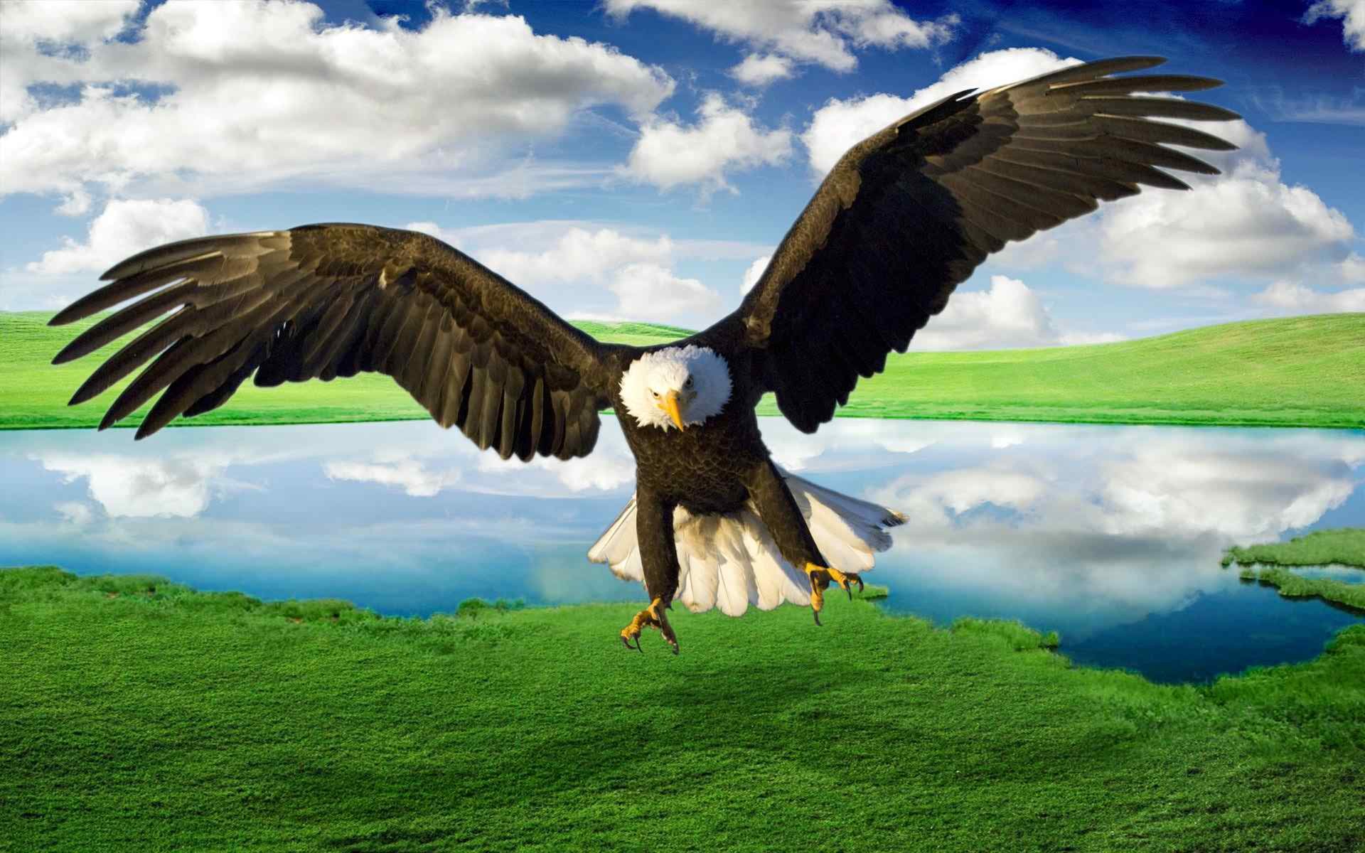 Eagle Desktop Wallpaper