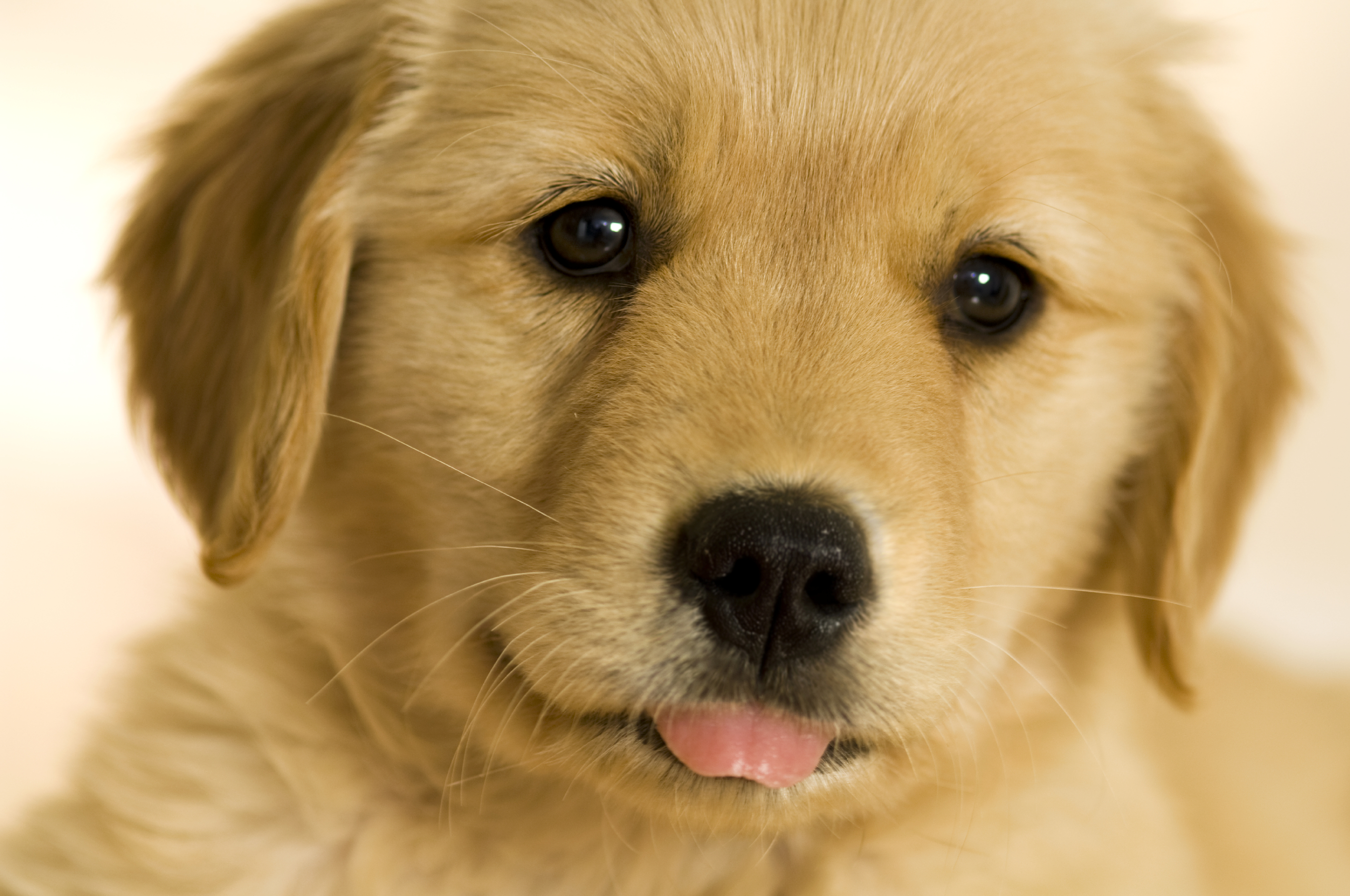 Cute Golden Retriever Puppies Wallpaper - WallpaperSafari