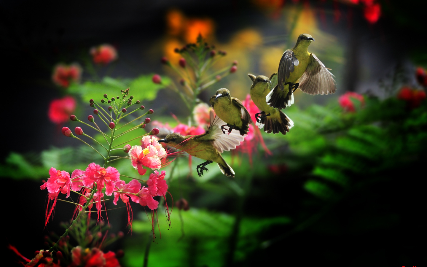 HD Wallpaper Hummingbird Bird X Kb Jpeg