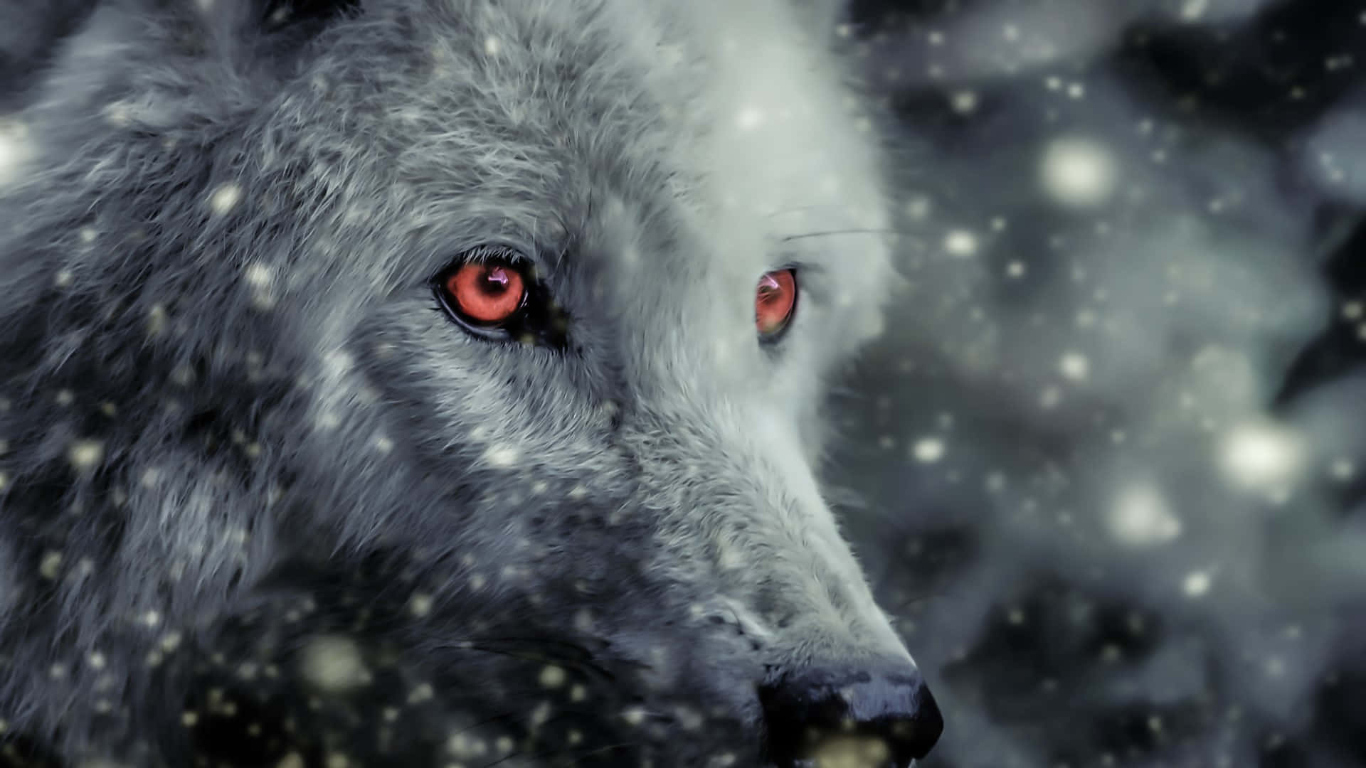 Wolf Aesthetic Wallpaper