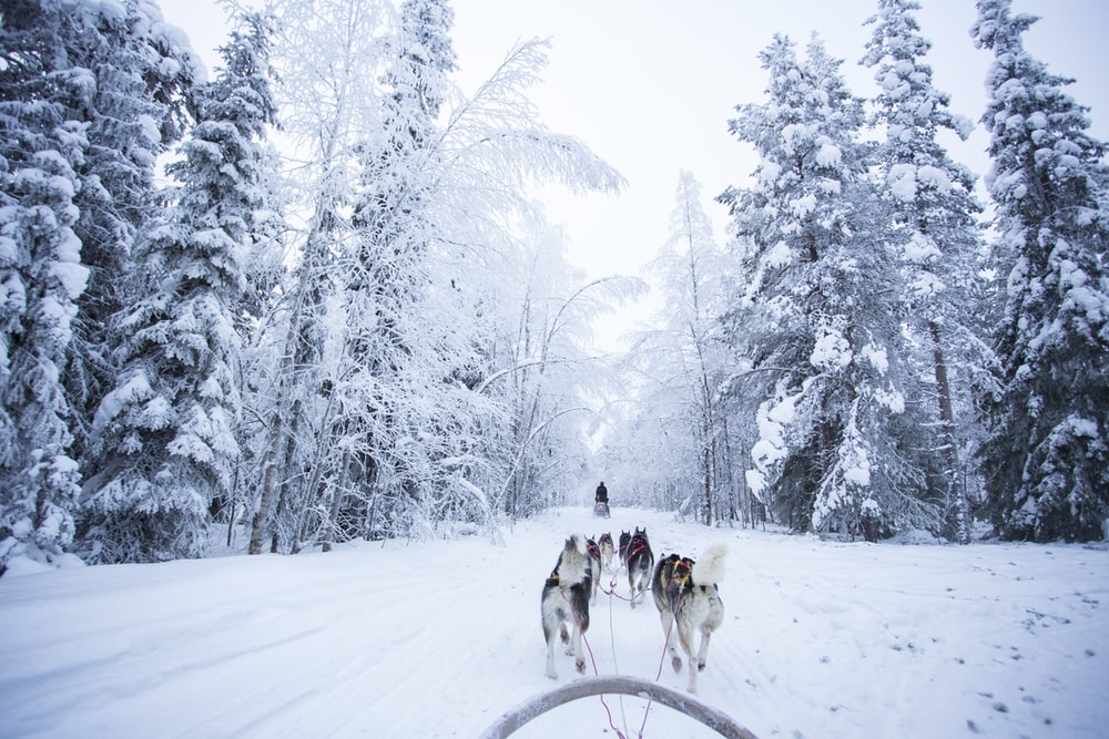 Dog Sled Pictures Image