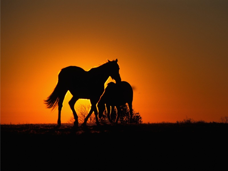 Horses Sundown Wallpaper