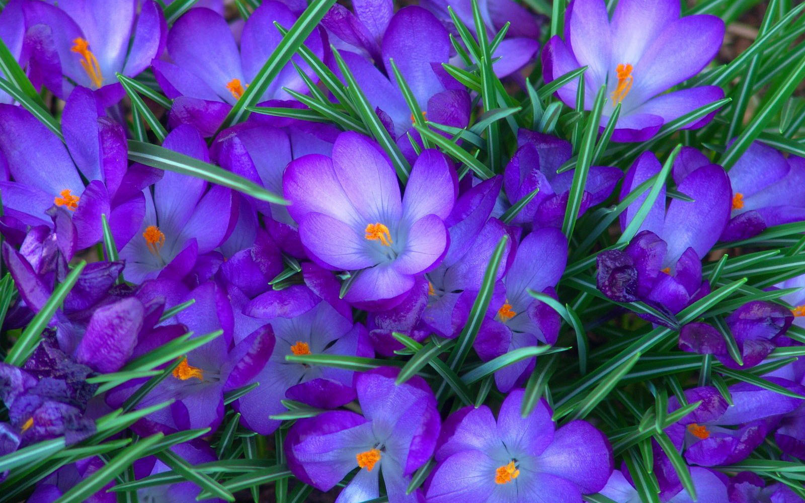 Desktop Wallpaper Purple Crocus Flowers Background