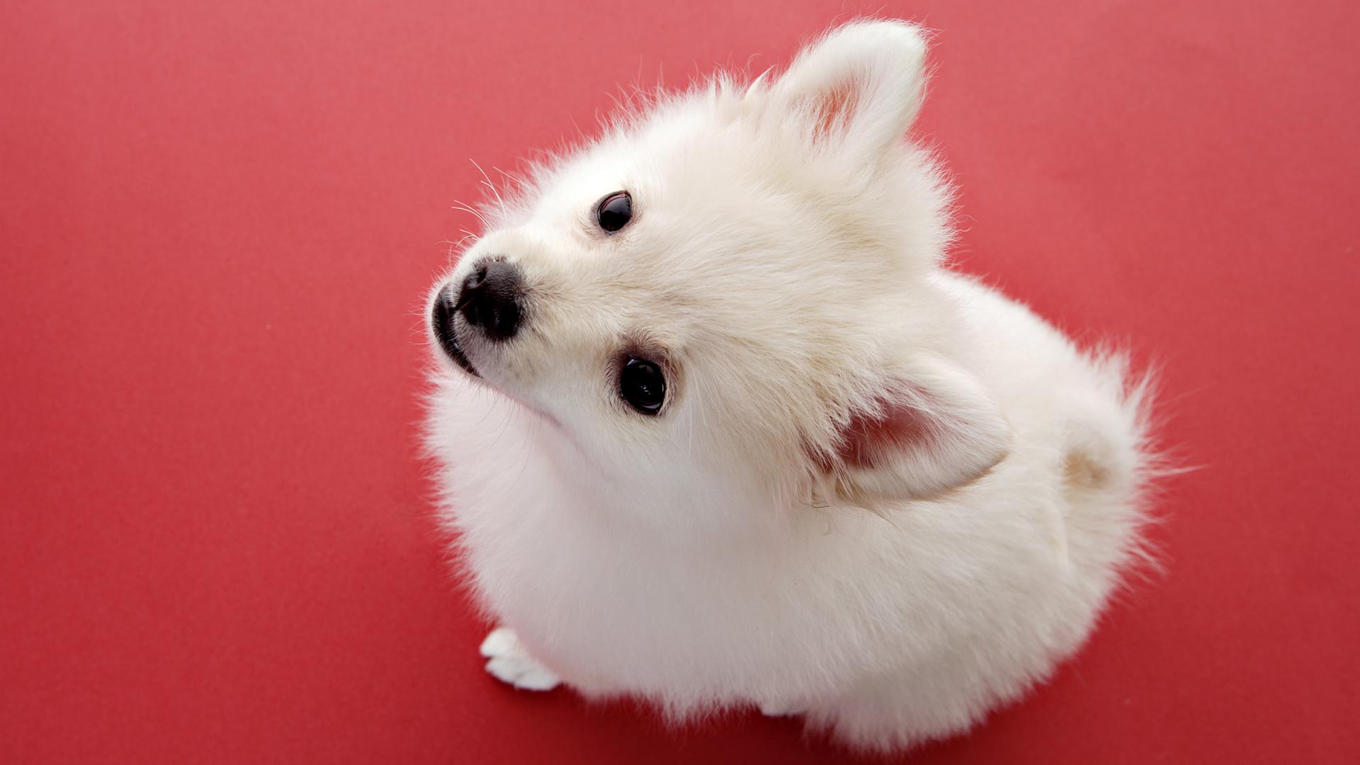 Desktop Find Me Pics Of Cute Puppies Wallpaper 3d HD Colour