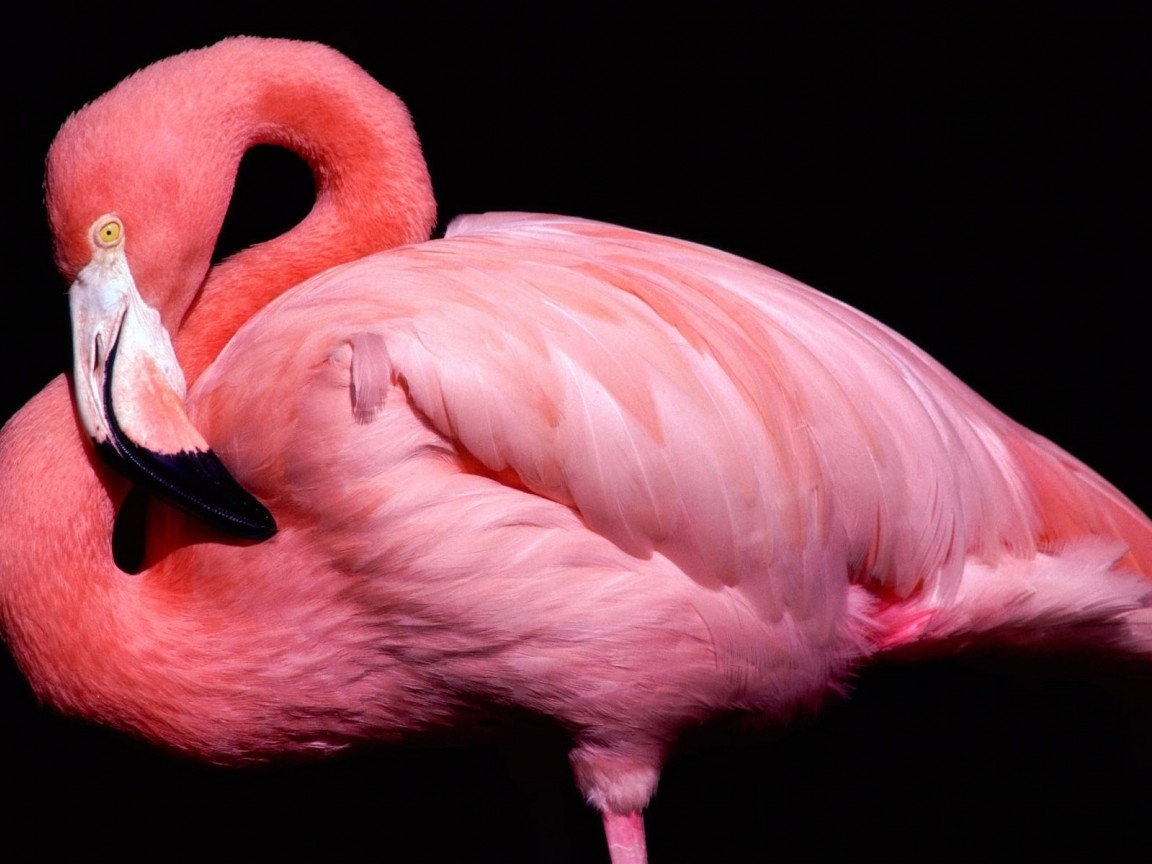 Pink Flamingo Todo Wallpaper