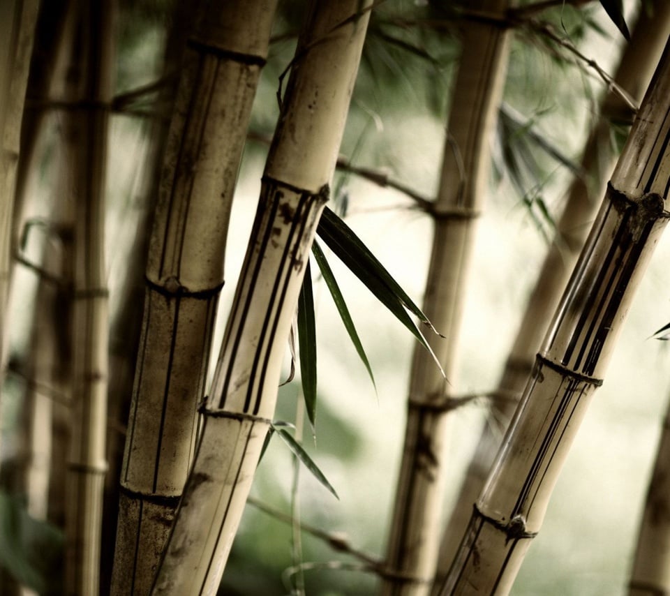  high quality bamboo tree Tablet wallpapers for all Samsung Galaxy
