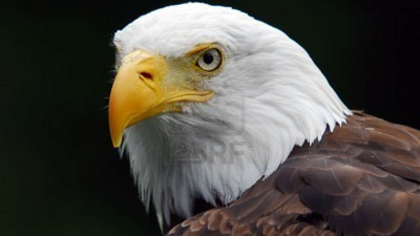 HD American Eagle Wallpaper With Flag Background
