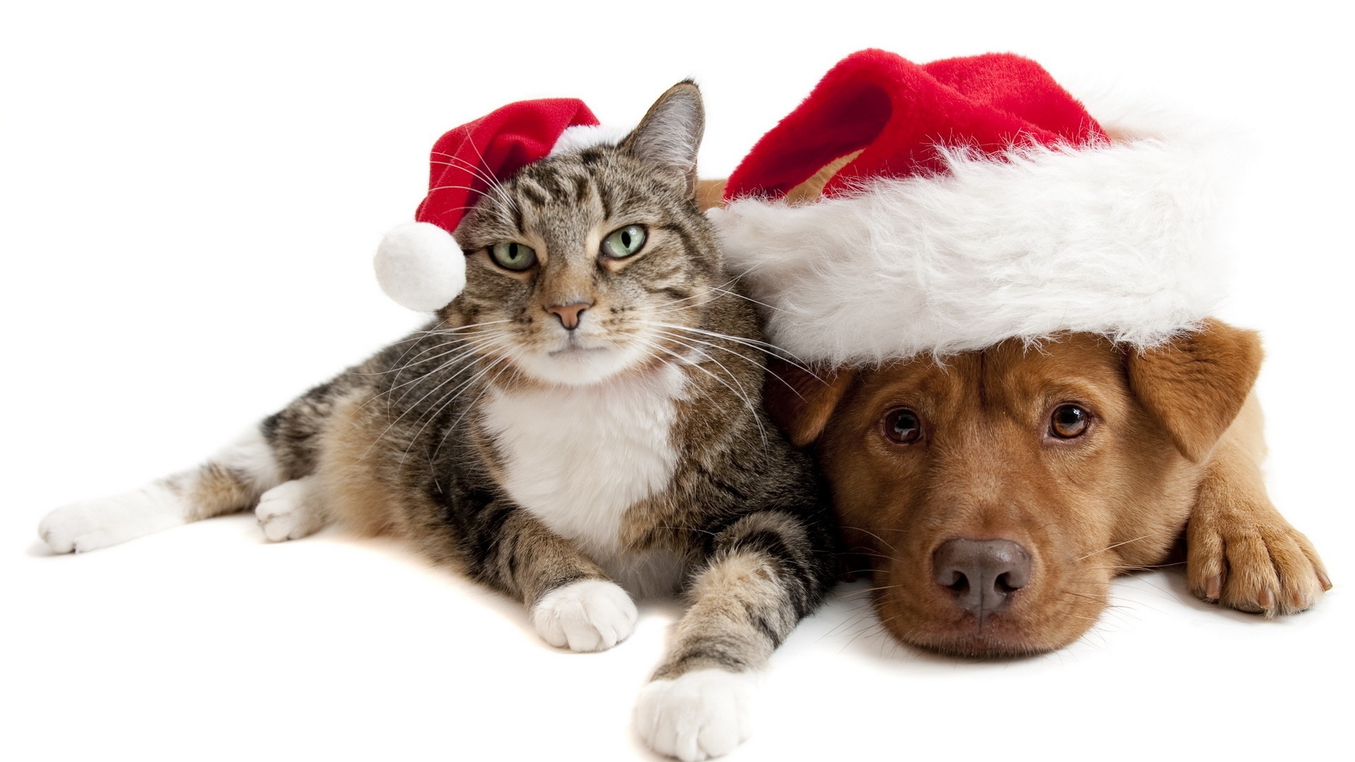 Dog And Cat Xmas Hats Panhandle Animal Shelter
