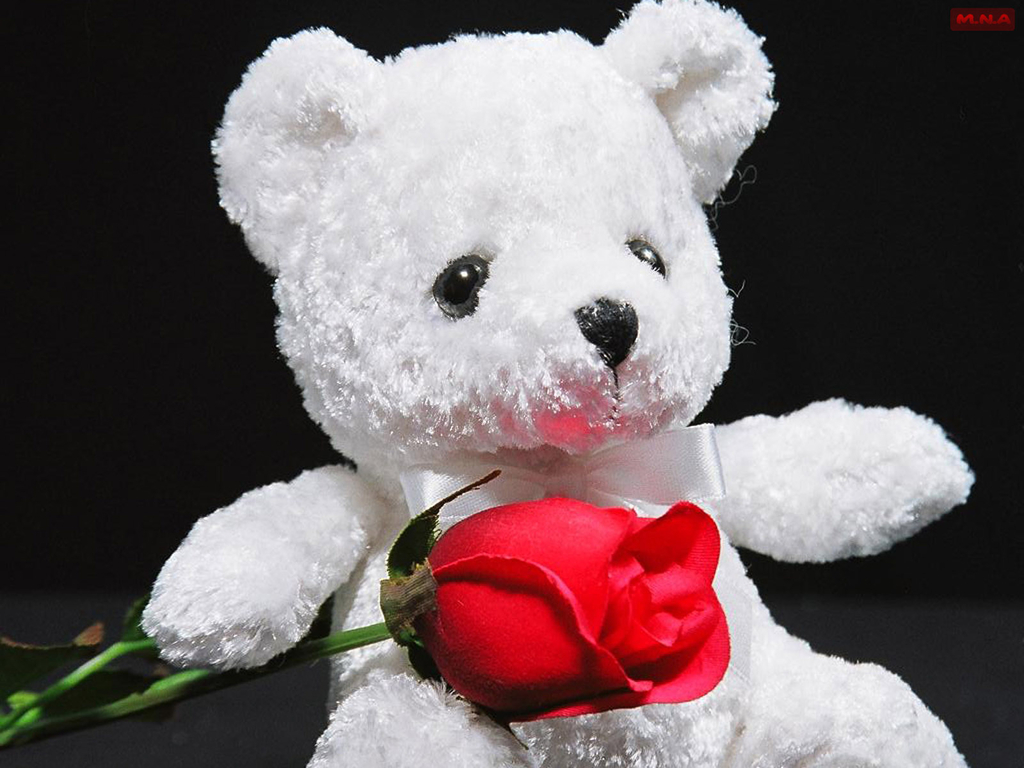 Be Mine Rose Teddy Bear Valentine HD Wallpaper Feb