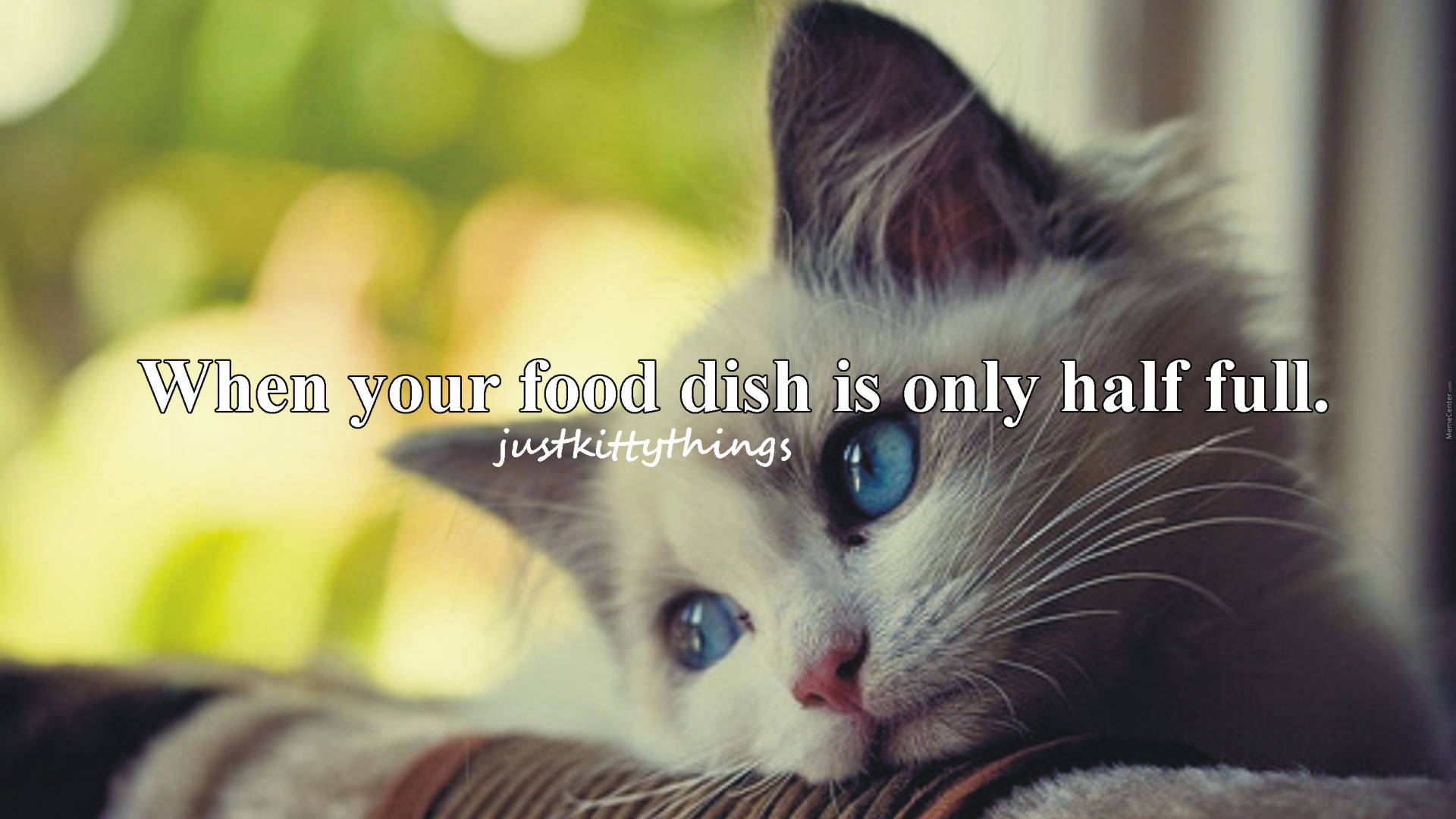 Cat Meme Wallpaper