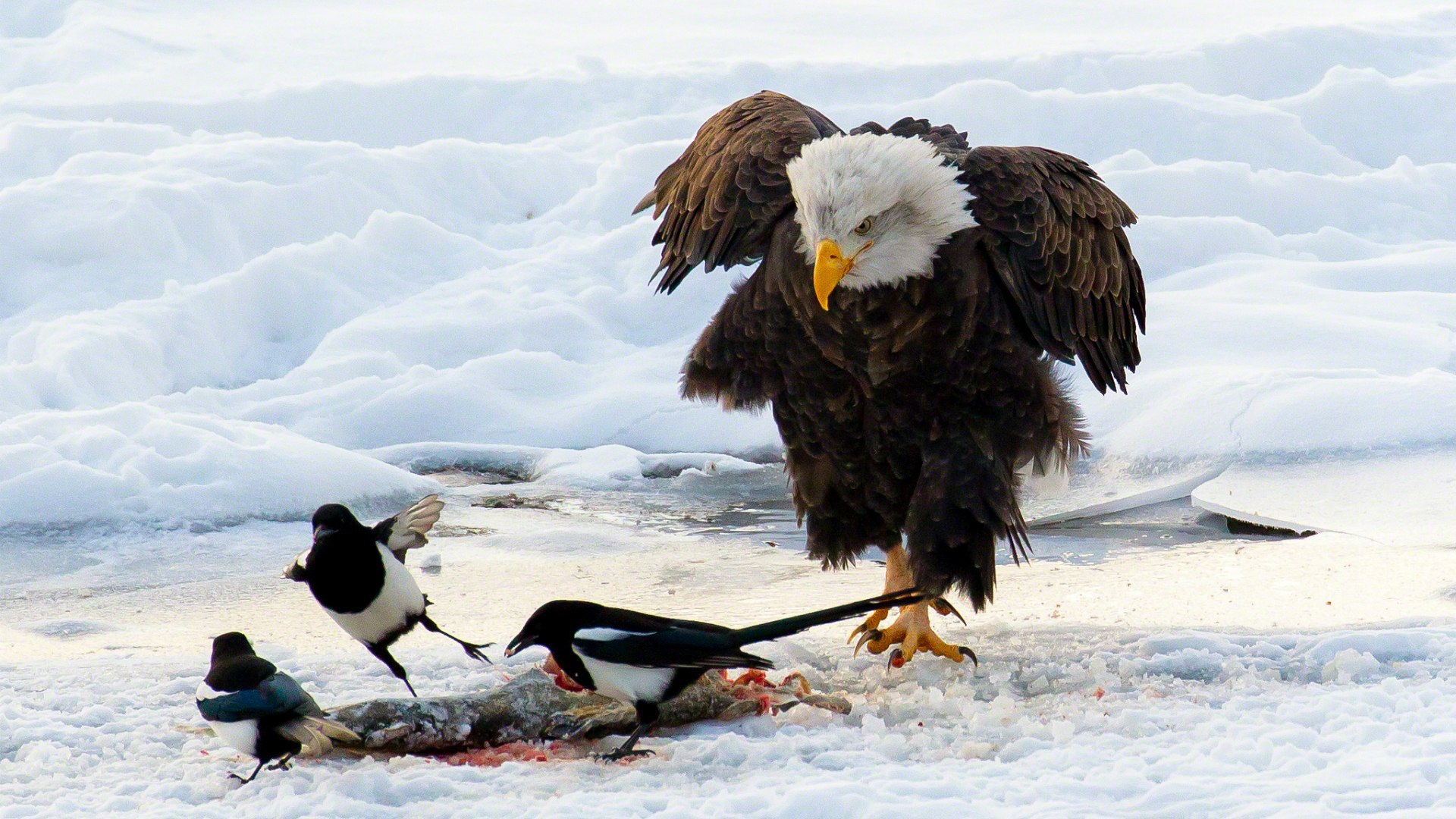Bald eagle and magpie wallpapers and images