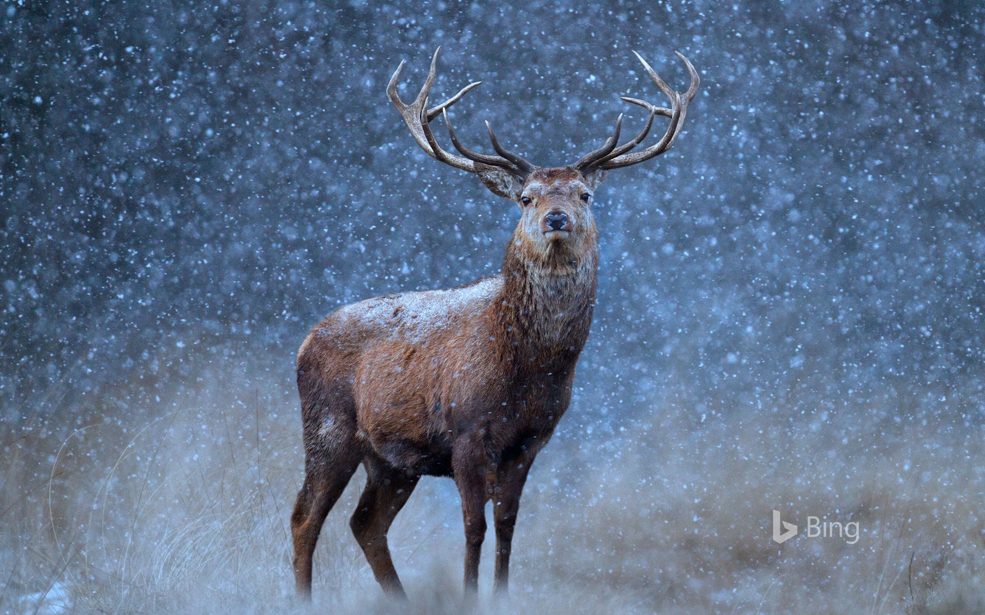 A Red Deer In The Snow Wallpaper HD