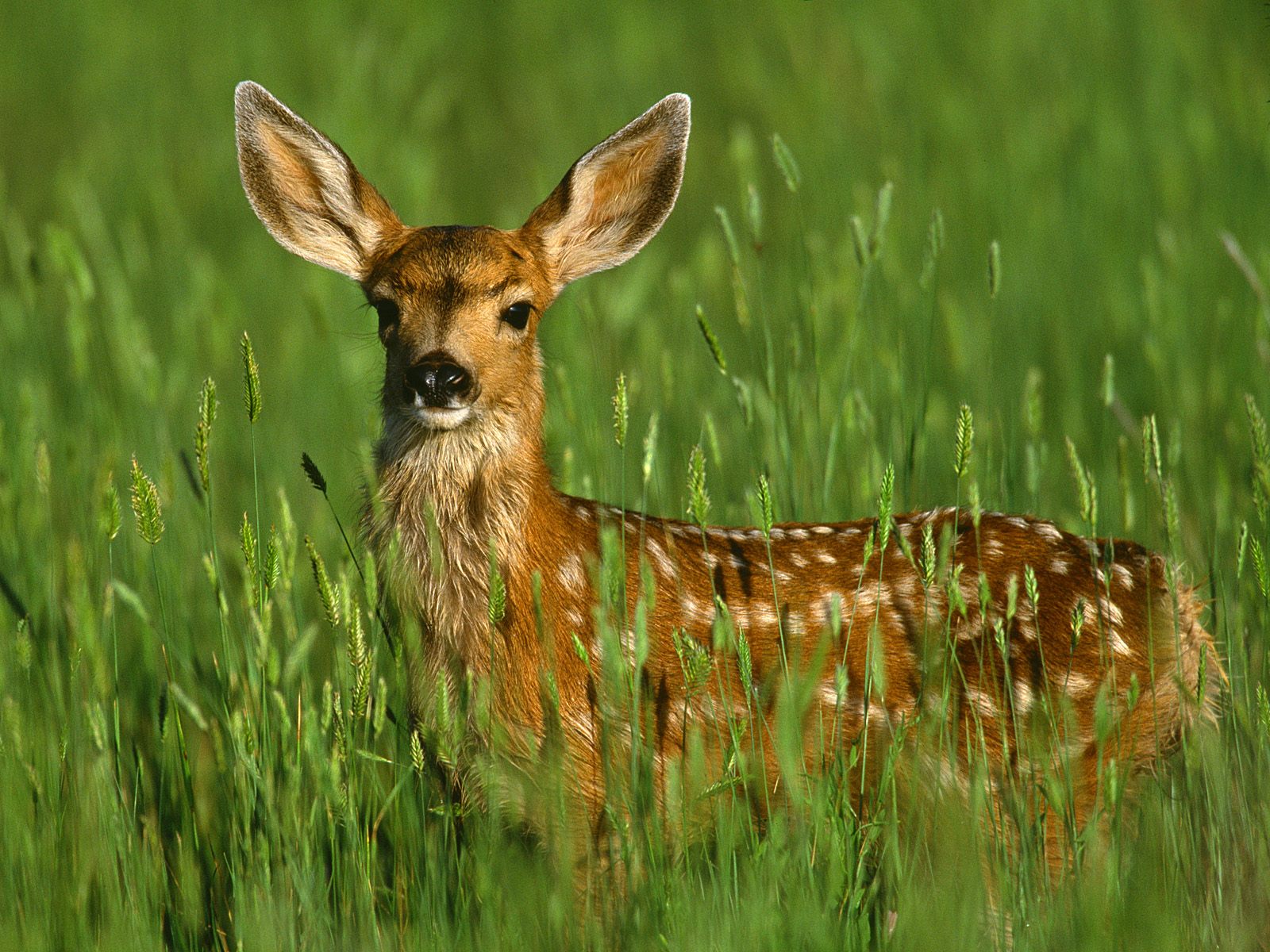 Mule Deer Fawn