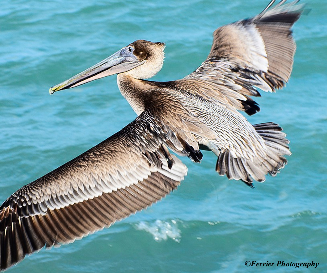 Brown Pelican Ferrier Photography
