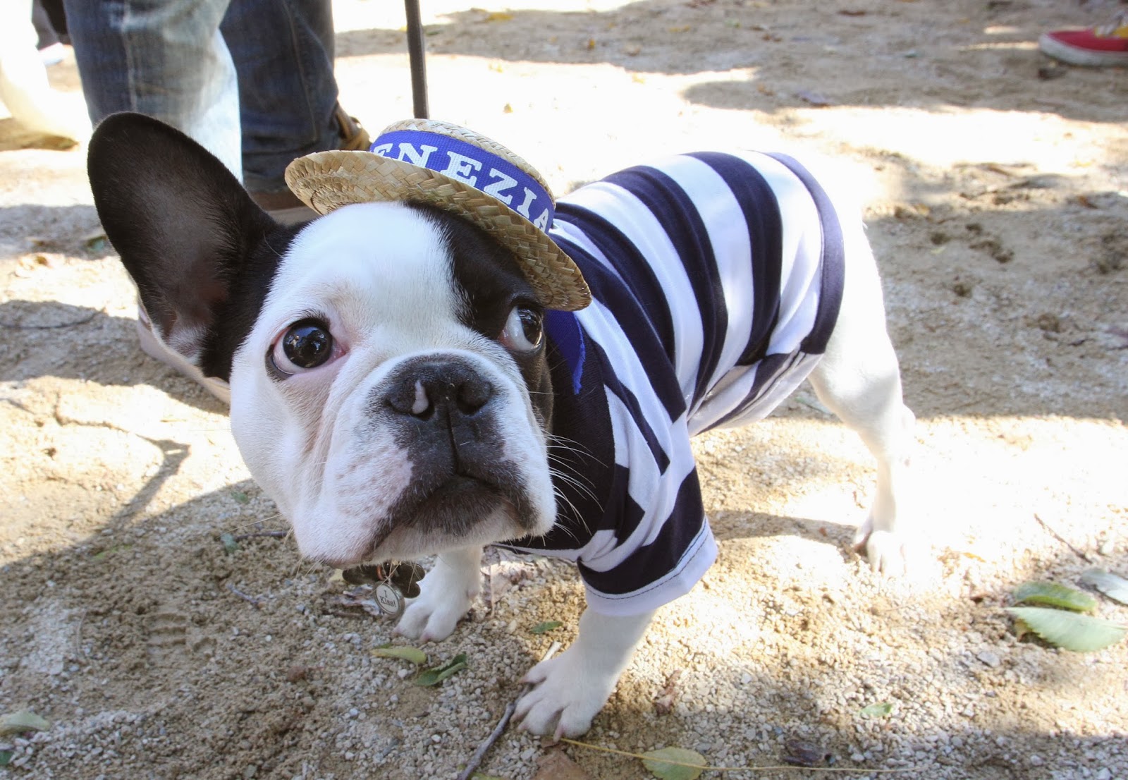 Cute Funny Animalz French Bulldog Image And