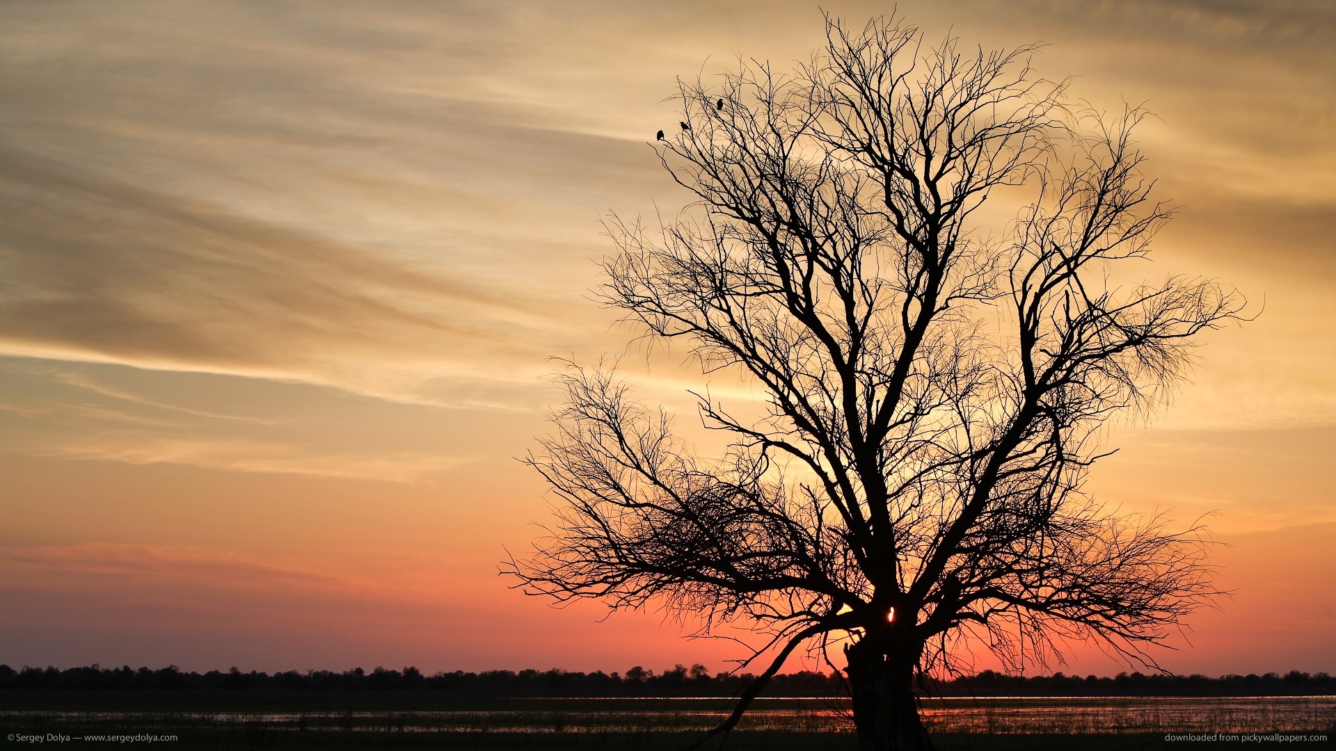 Download 1920x1080 Lone Tree Silhouette In Astrakhan Wallpaper