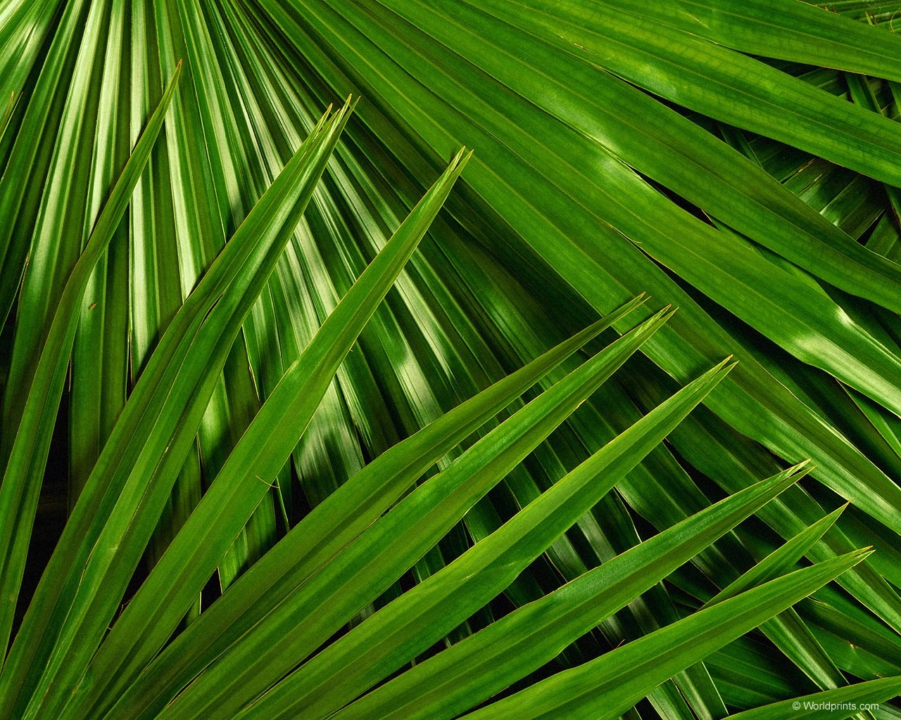Palm Leaf Wallpaper WallpaperSafari