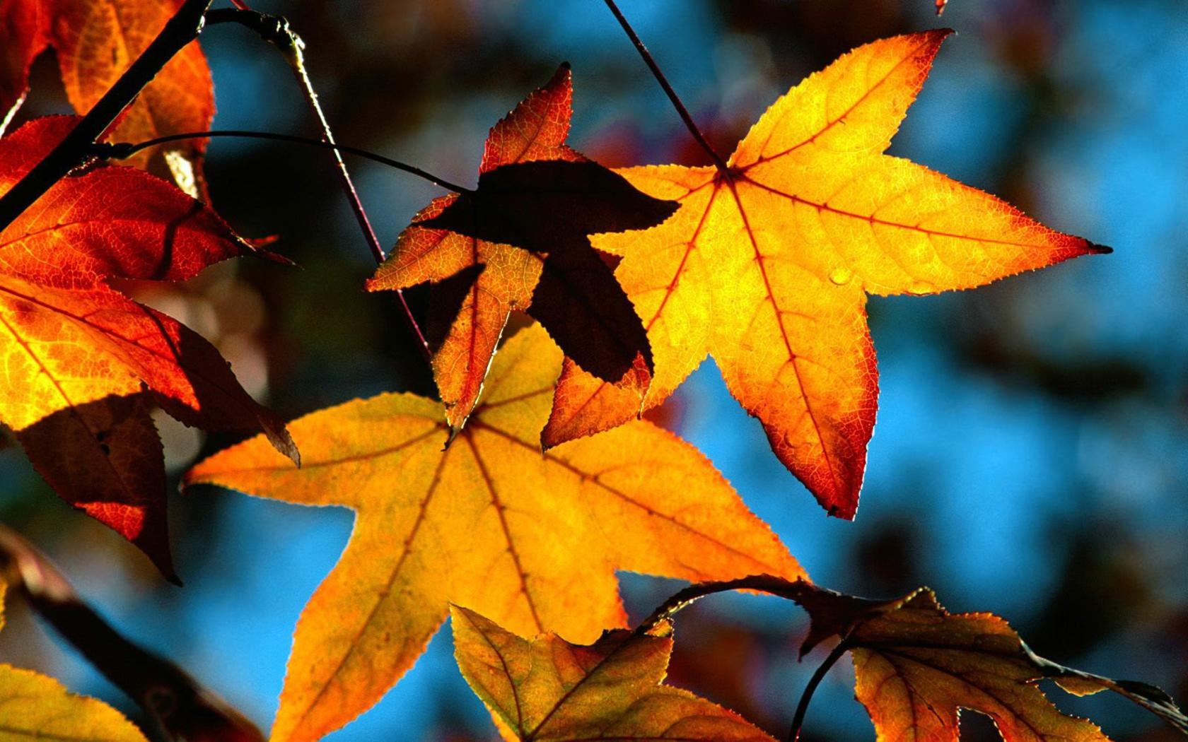 Autumn Leaves Wallpaper Widescreen