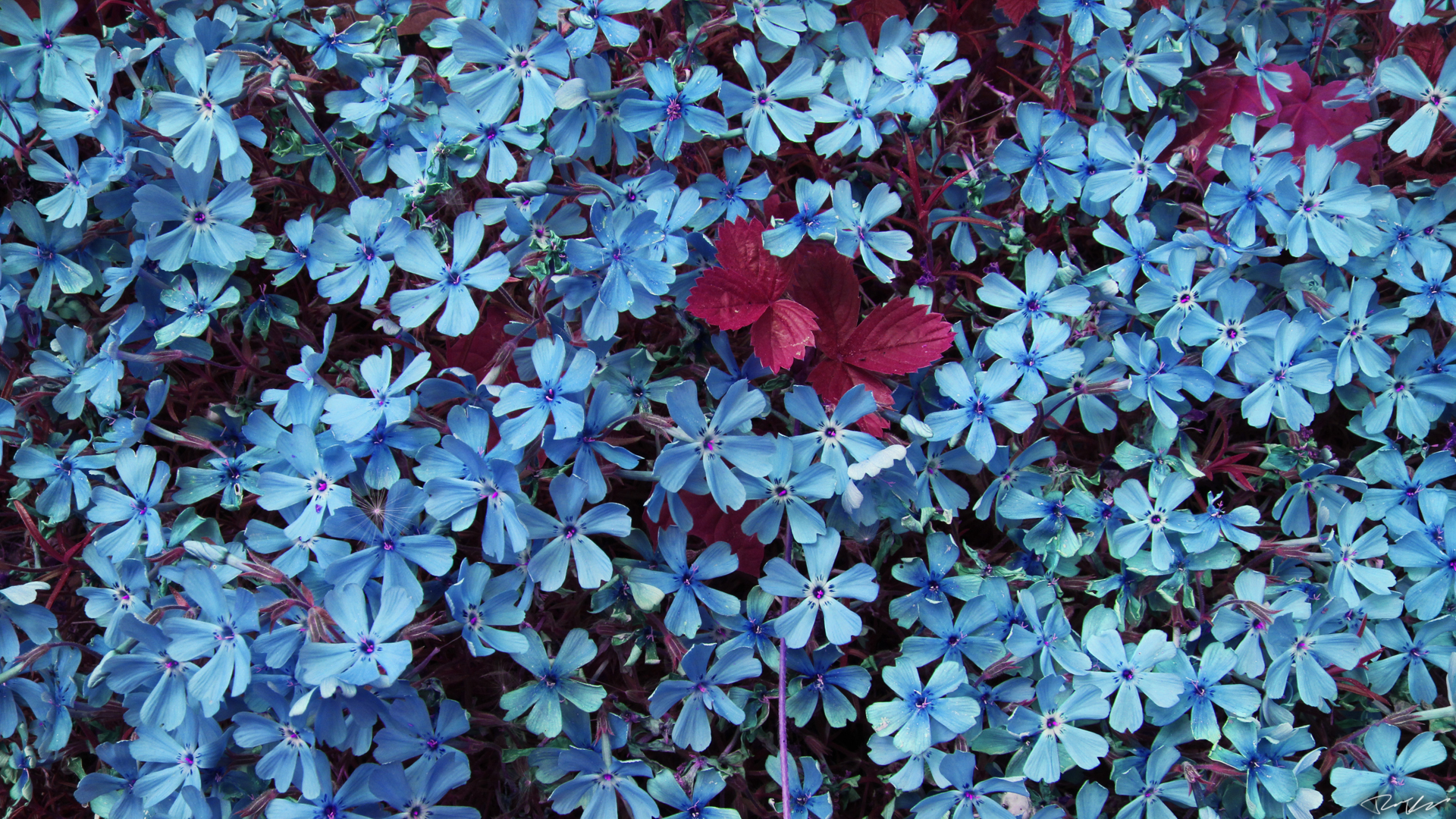 Wallpaper Flowers Blue