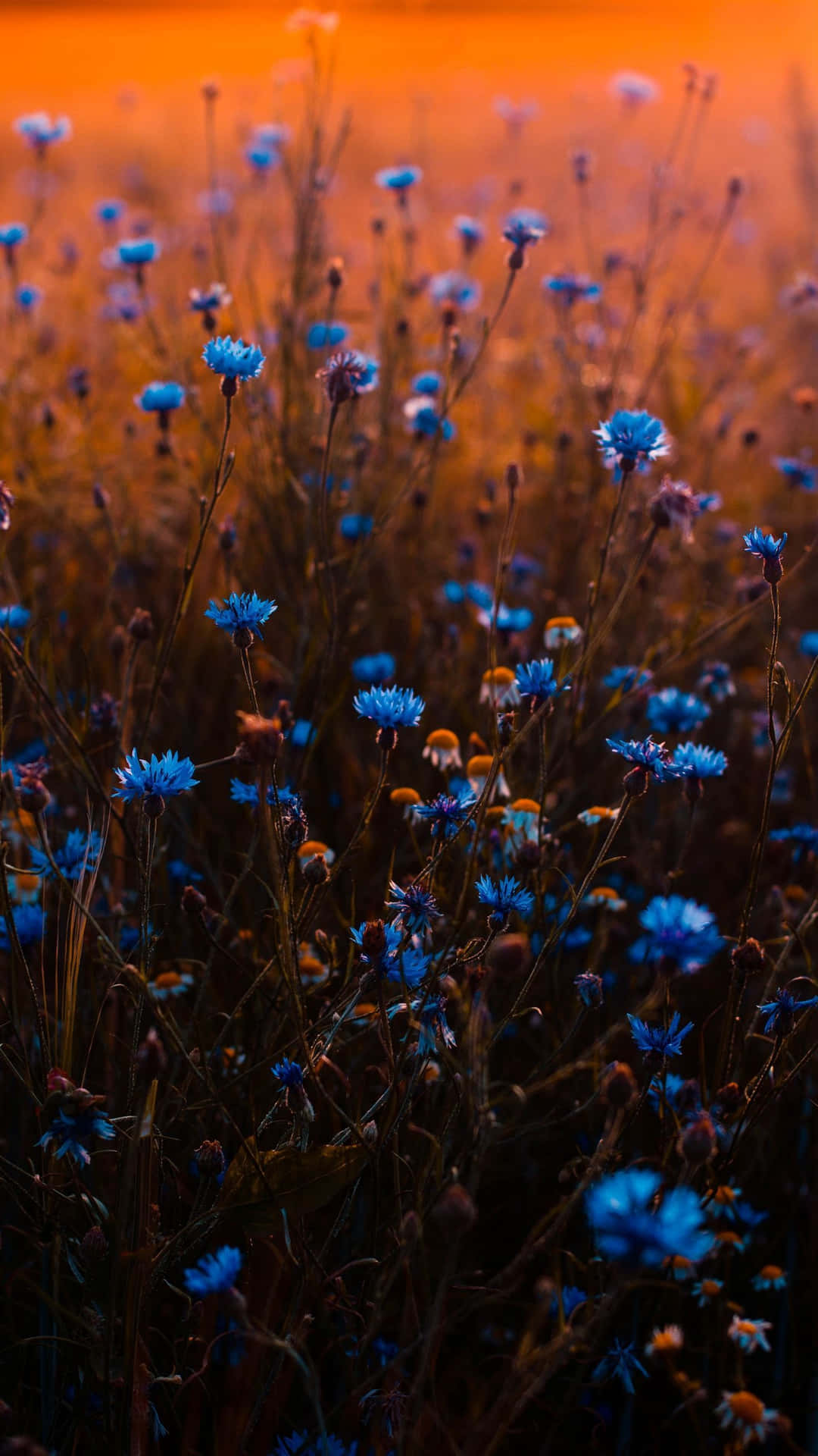 Blue Flowers Aesthetic Wallpaper