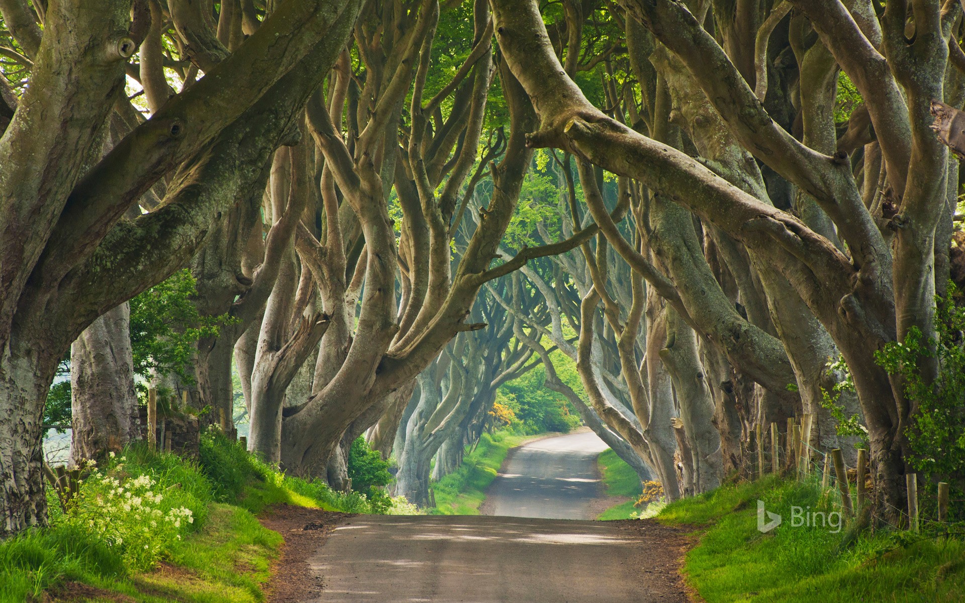 An Avenue Of Beech Trees Known As Dark Hedges In Ballymoney