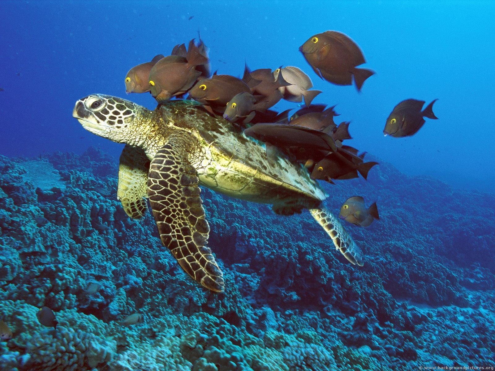Cute Turtle Sea Desktop Wallpaper Animal Bwalles