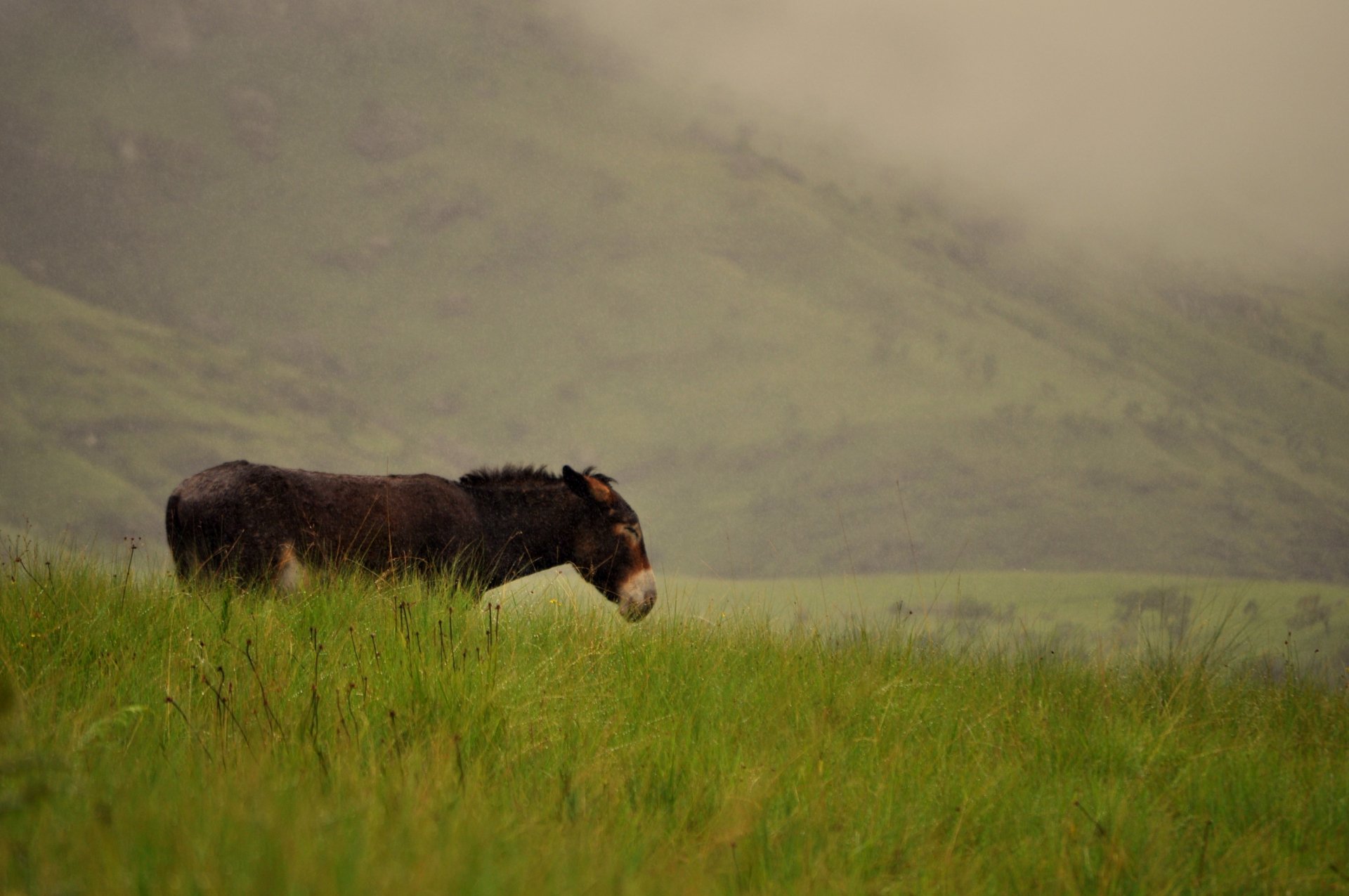Serene Donkey In Misty Hills Wallpaper