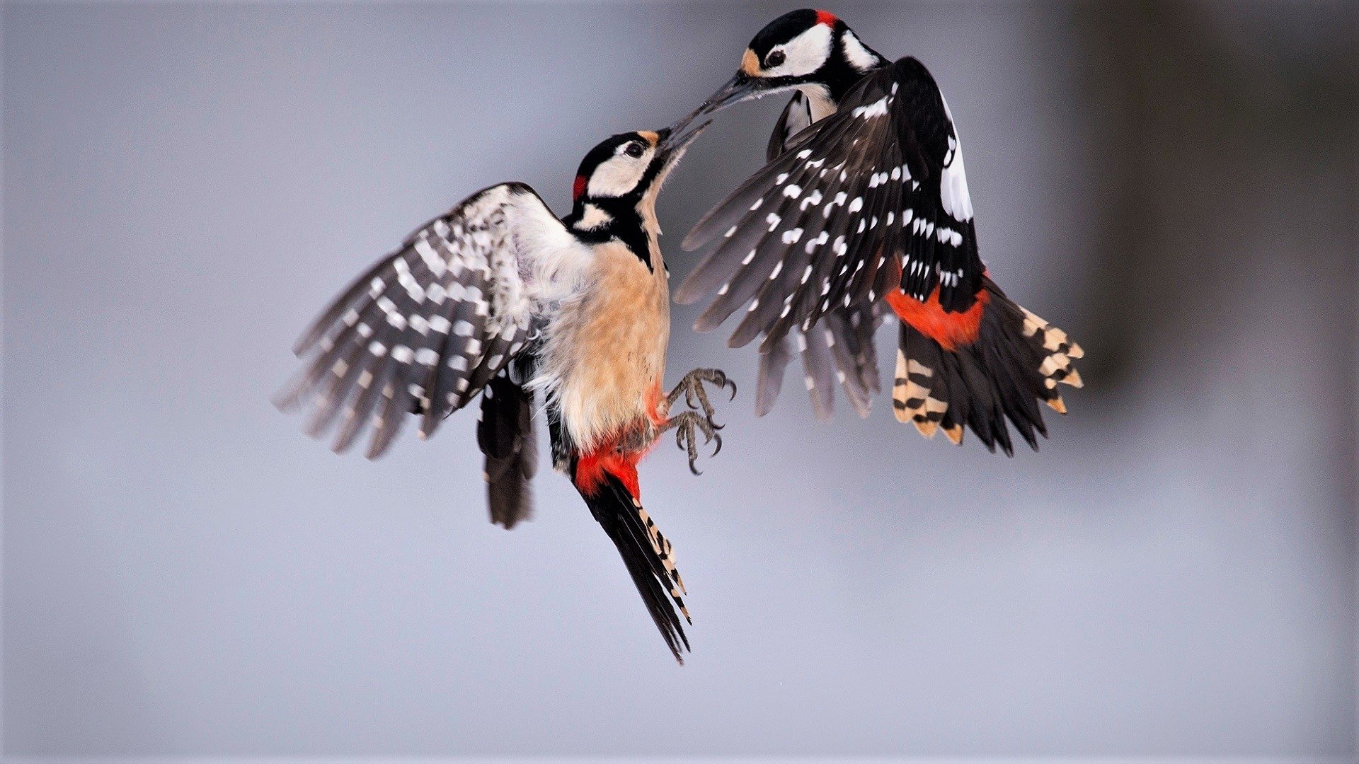 Great Spotted Woodpeckers HD Wallpaper Background Image