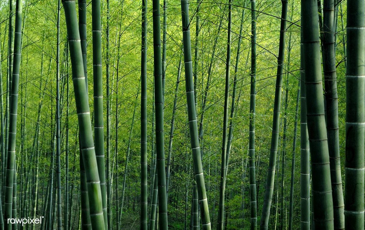 Bamboo Forest In China Premium Image By Rawpixel