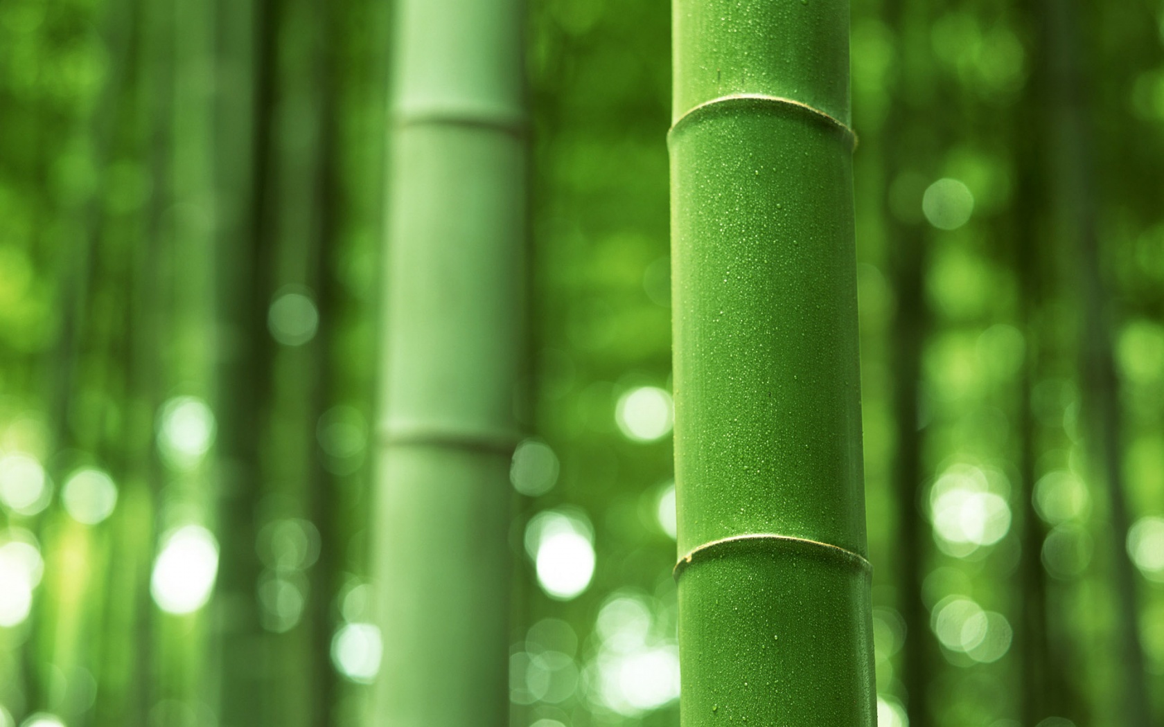 Green Bamboo Shoots