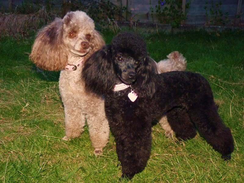 Poodle Dog Puppies New Funny Pet Pictures Dogs Cats Birds